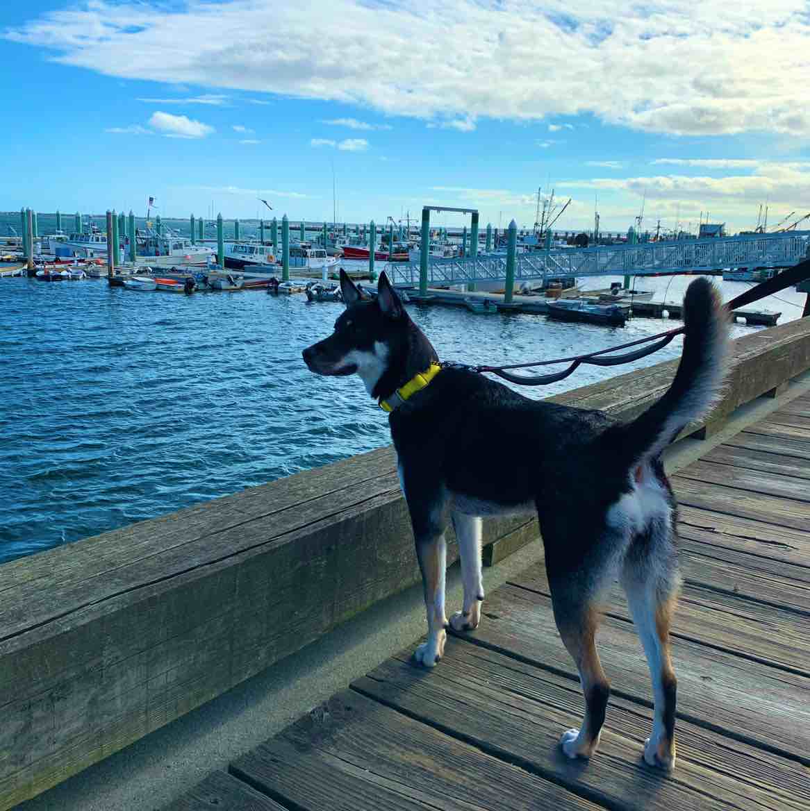 A picture of Harper, a 6 years 5 months old Other Mix dog.