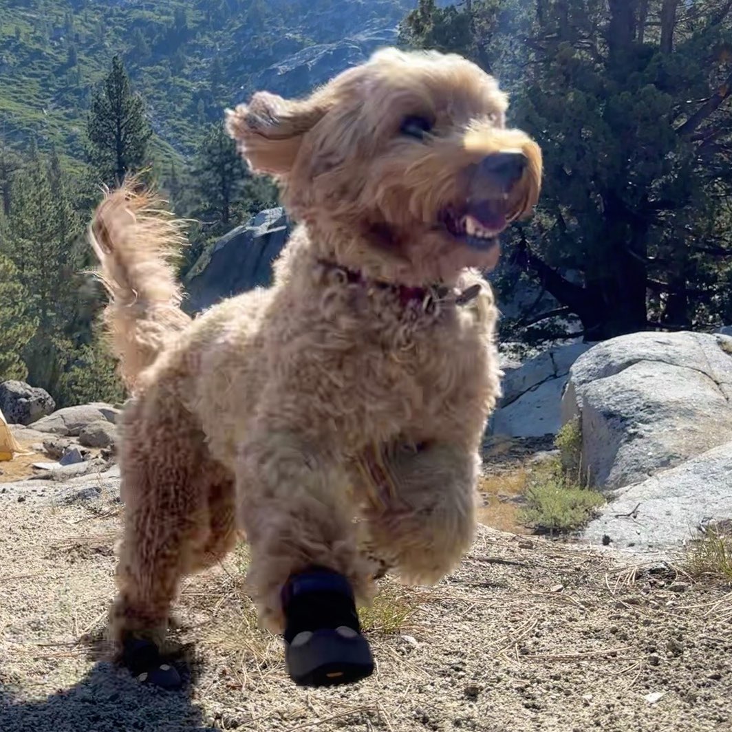 A picture of Rafa, a 8 years 3 months old Other dog.