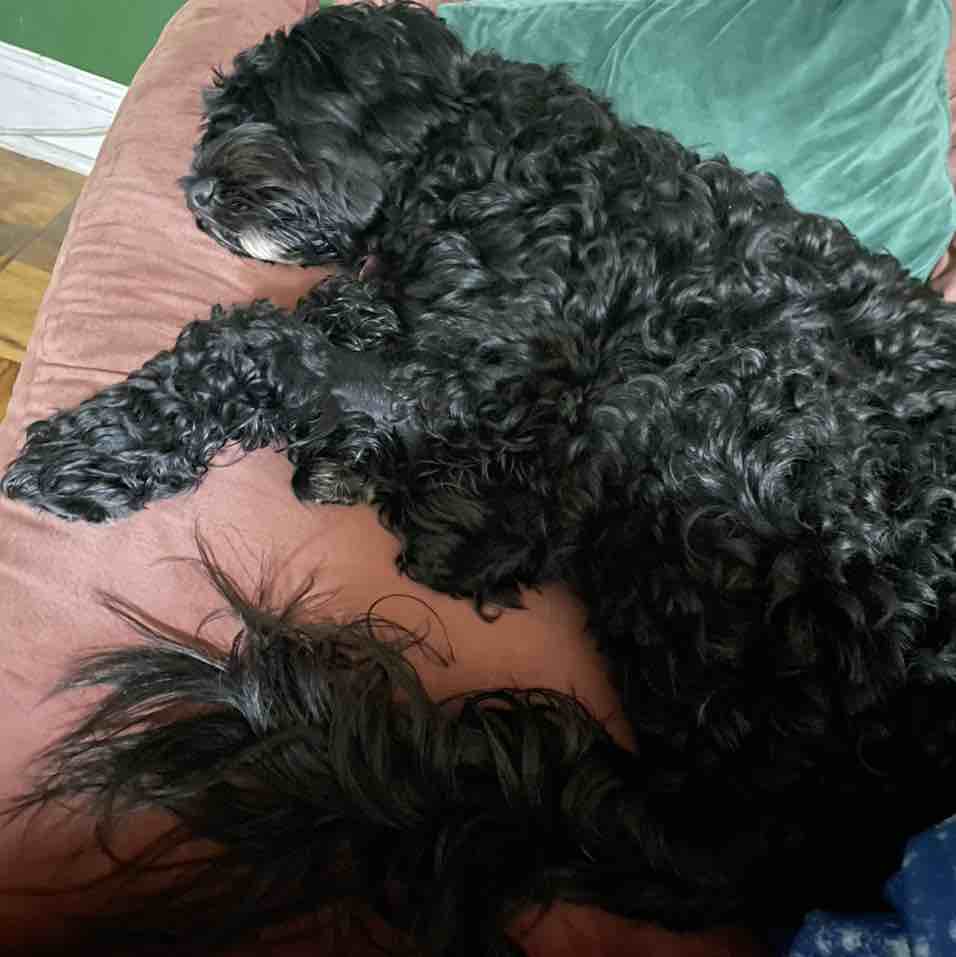 A picture of Commie, a 4 years 10 months old Other dog.