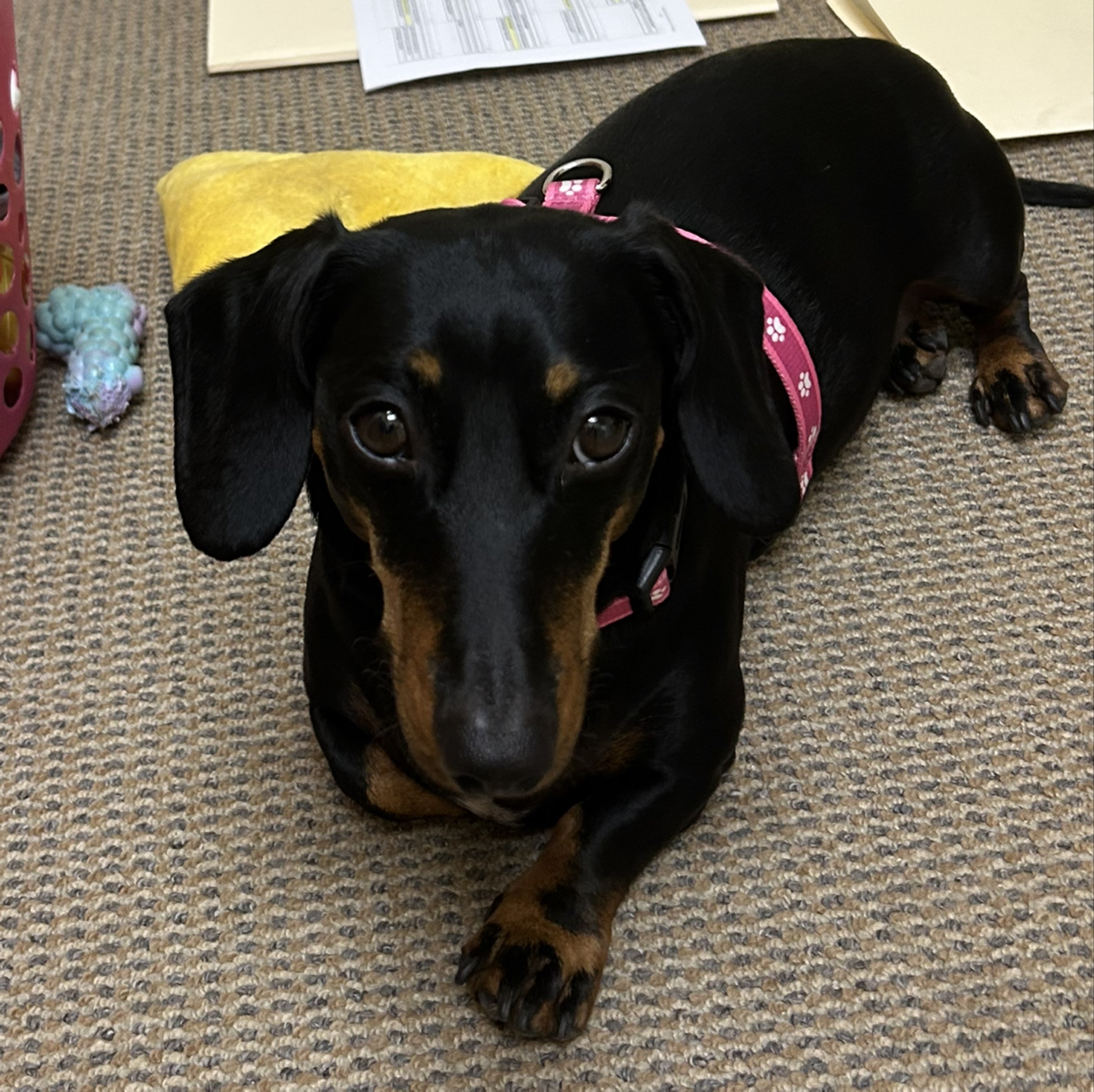 A picture of Junie, a 2 years 5 months old Other dog.