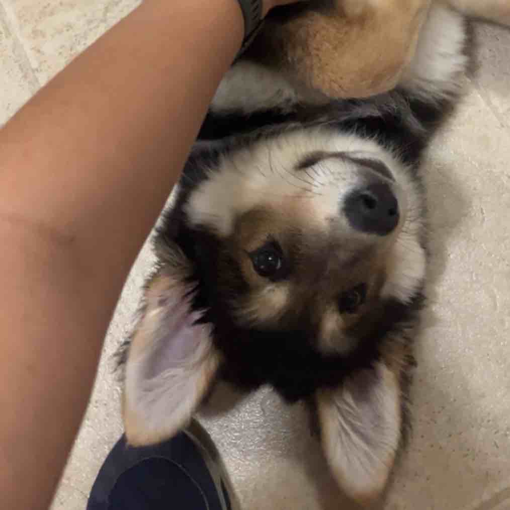 A picture of Sniper, a 2 years old Other Mix dog.