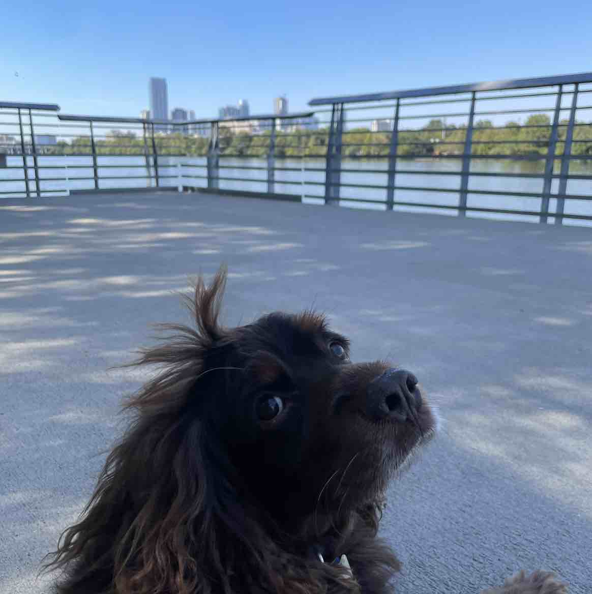 A picture of Snoop, a 10 years 11 months old Other dog.