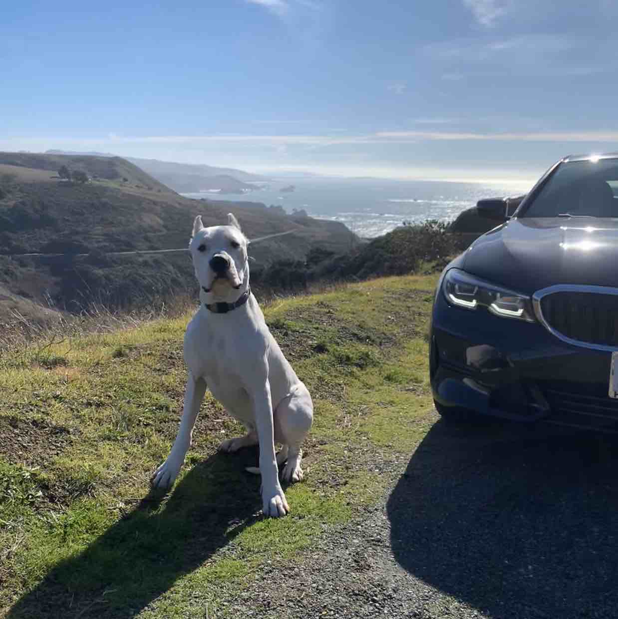 A picture of Otis, a 7 years 10 months old Other dog.