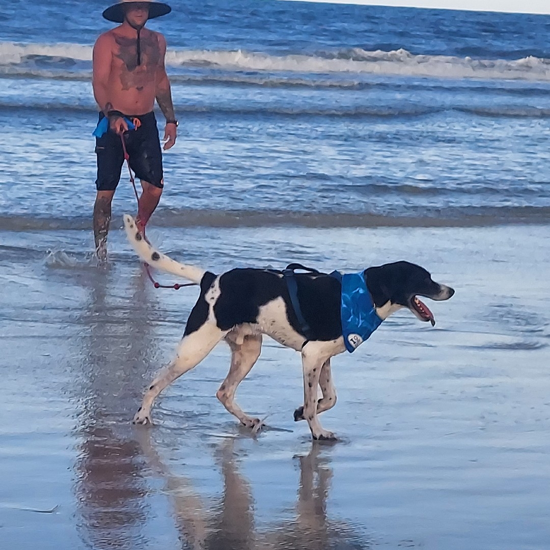 A picture of Hossa, a 10 years 10 months old Other dog.