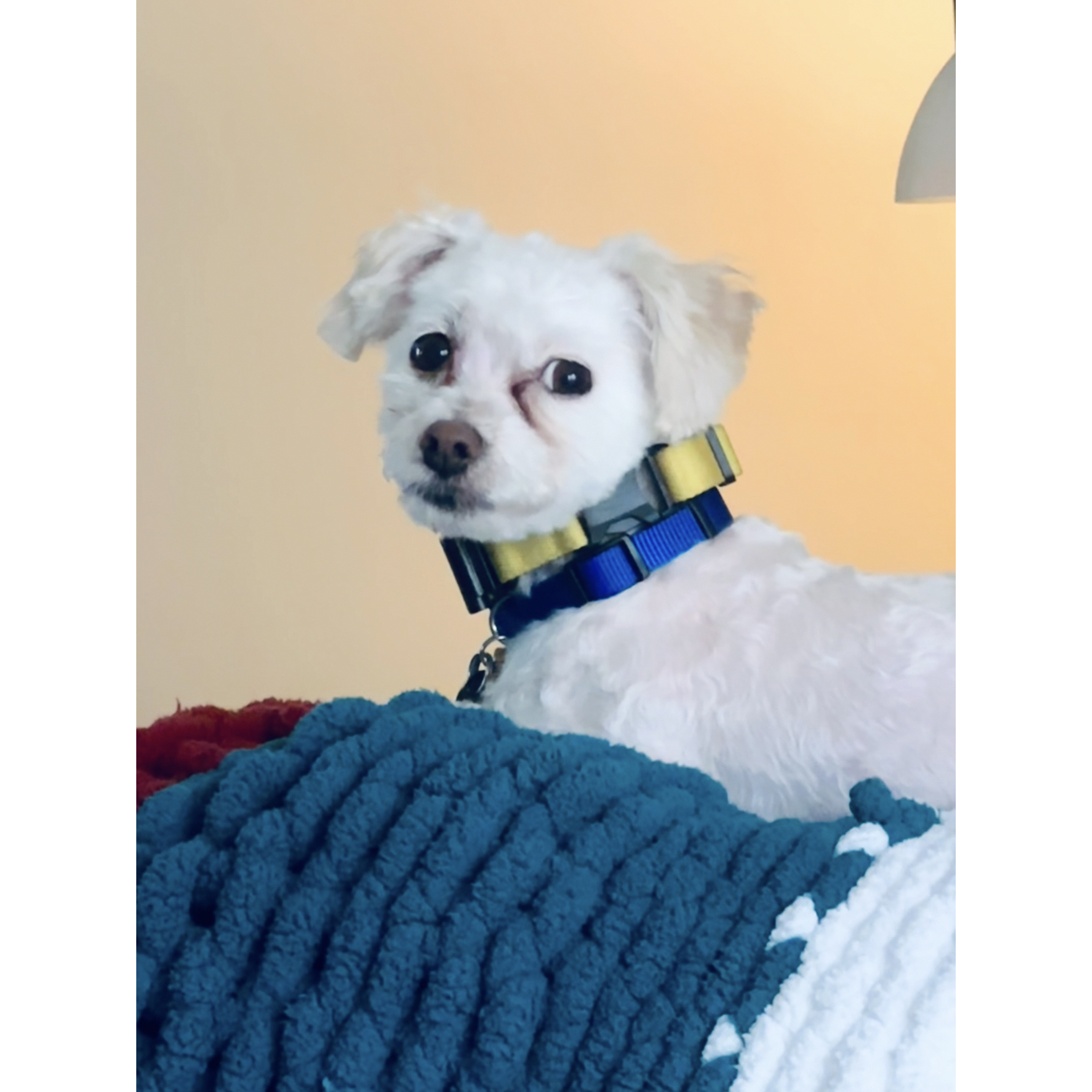 A picture of Seymour, a 13 years 1 month old Other dog.