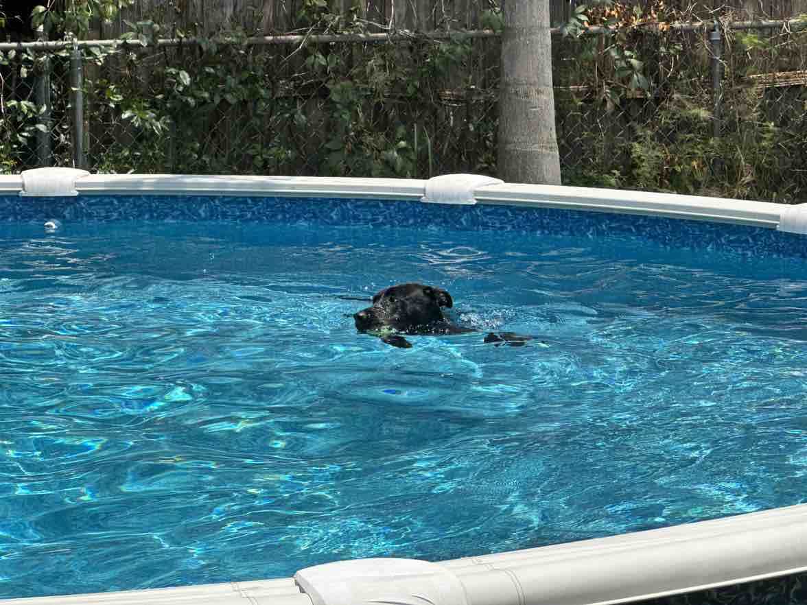 A picture of Pango, a 3 years old Labrador Husky Mix dog.