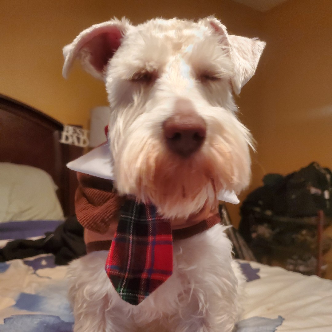 A picture of Sniper, a 5 years 3 months old Other dog.