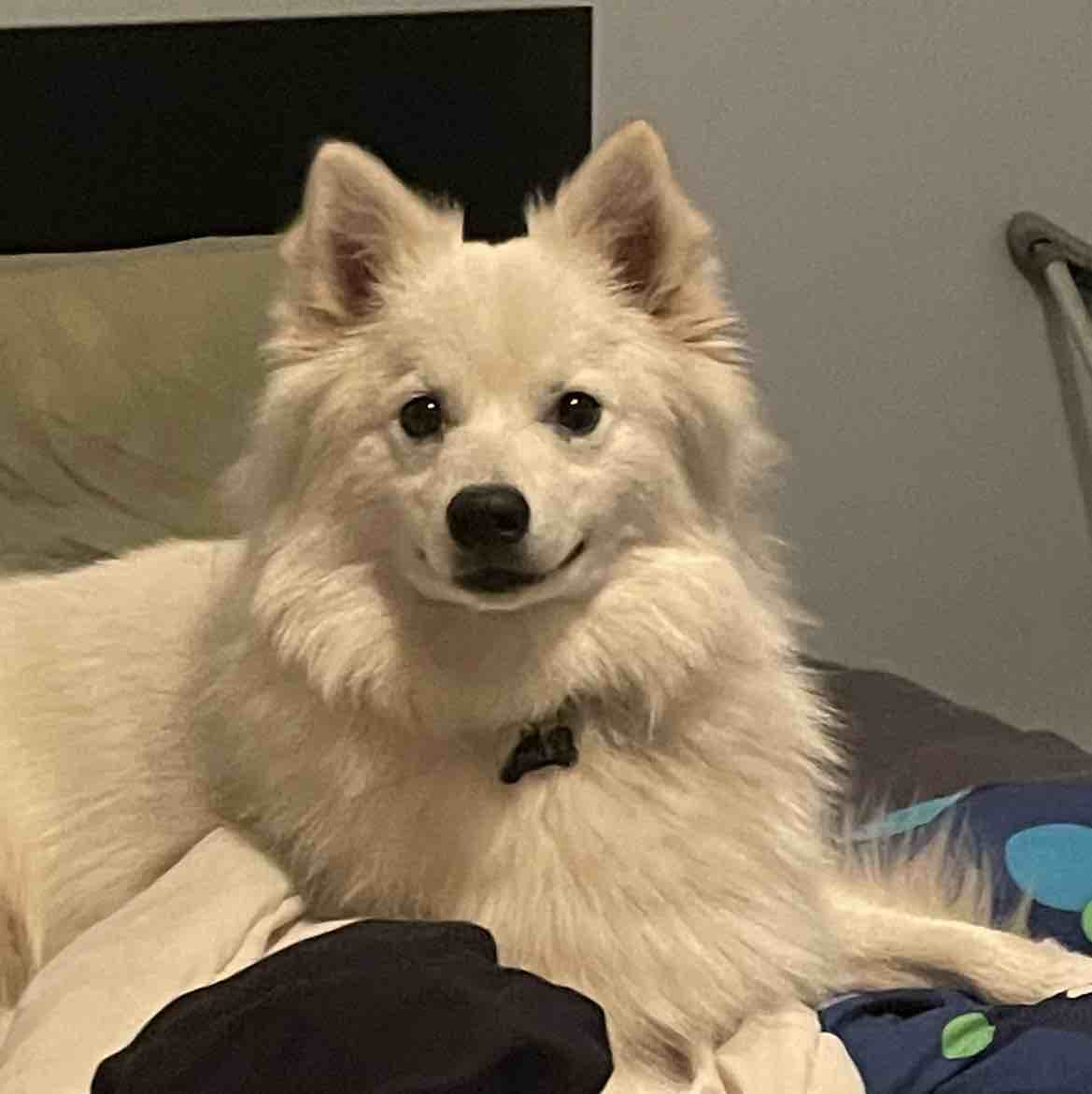 A picture of Pike, a 5 years 5 months old American Eskimo Dog dog.