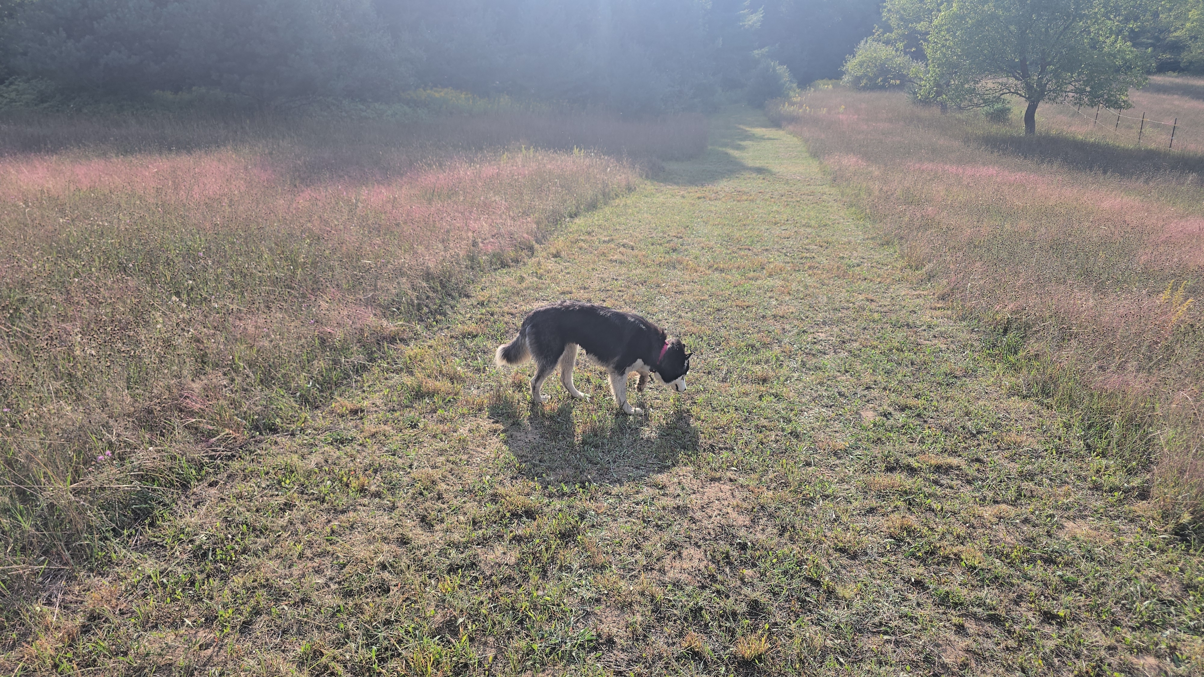 A picture of Nala, a 11 months old Other dog.