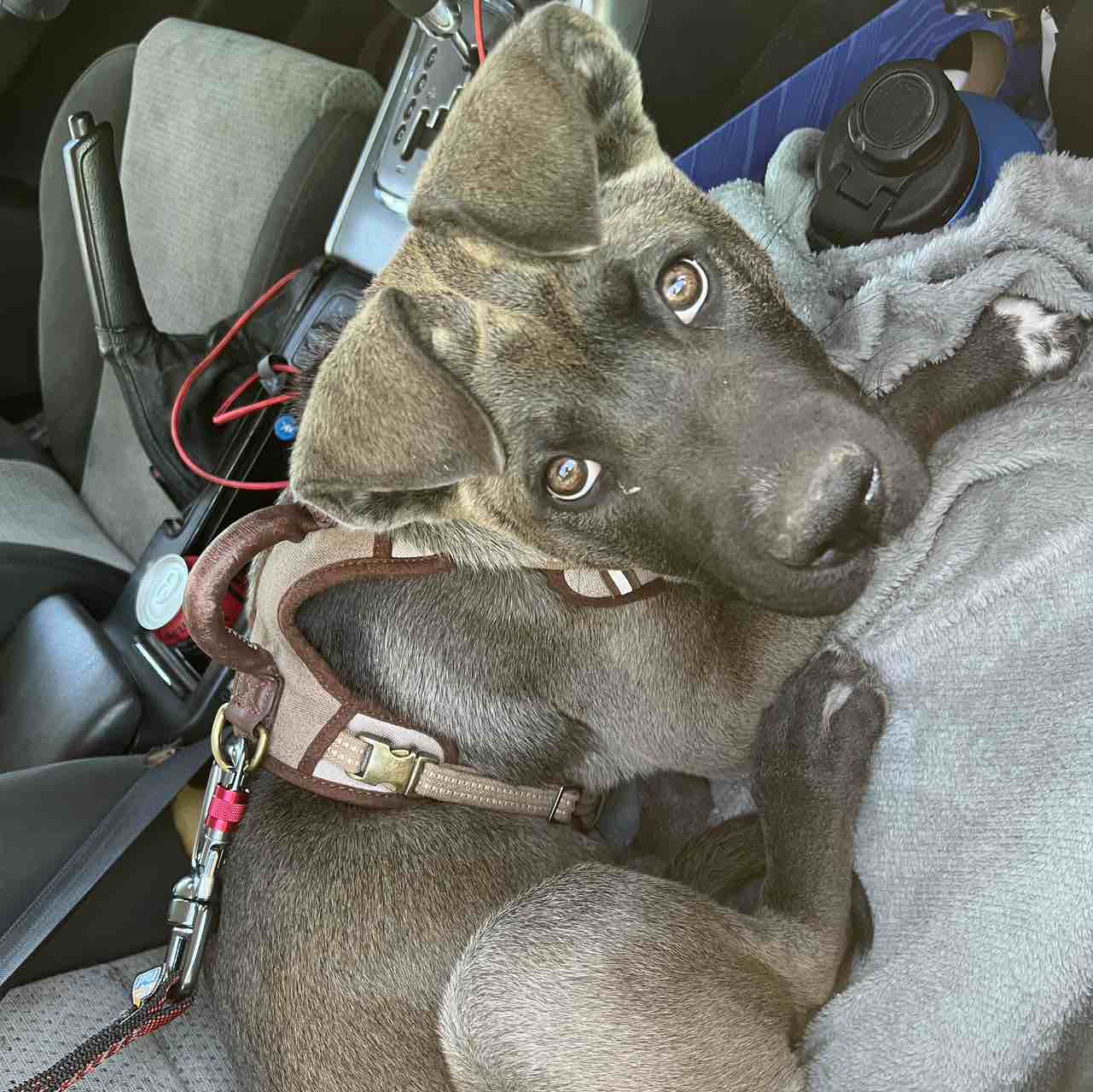 A picture of Oatlee, a 2 years old Other Mix dog.