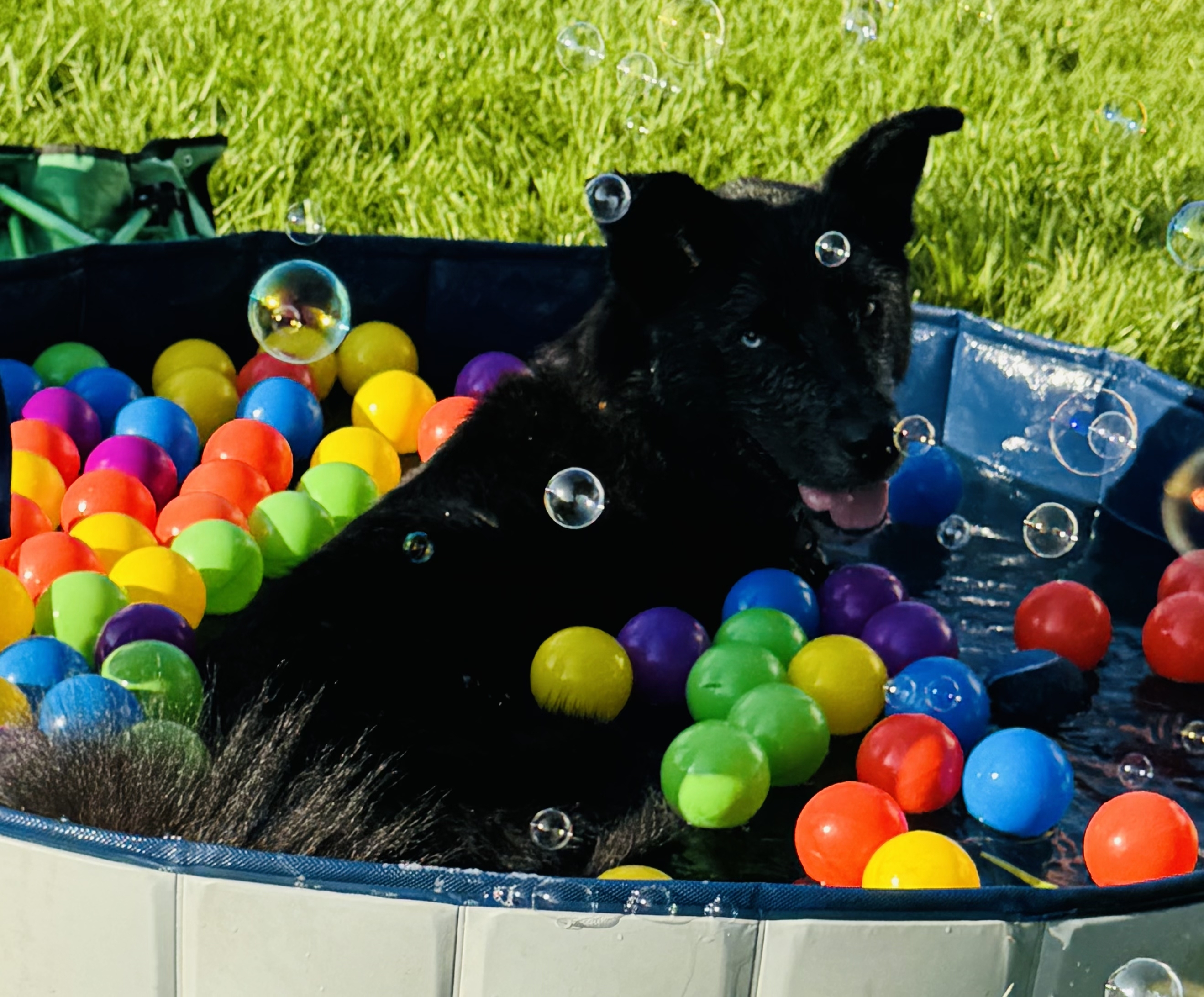 A picture of Nebula , a 2 years 9 months old Other Mix dog.