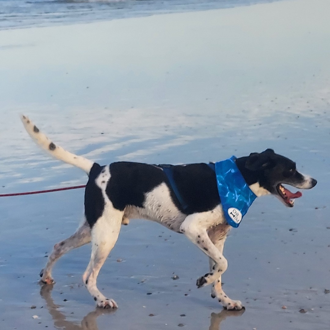 A picture of Hossa, a 10 years 10 months old Other dog.