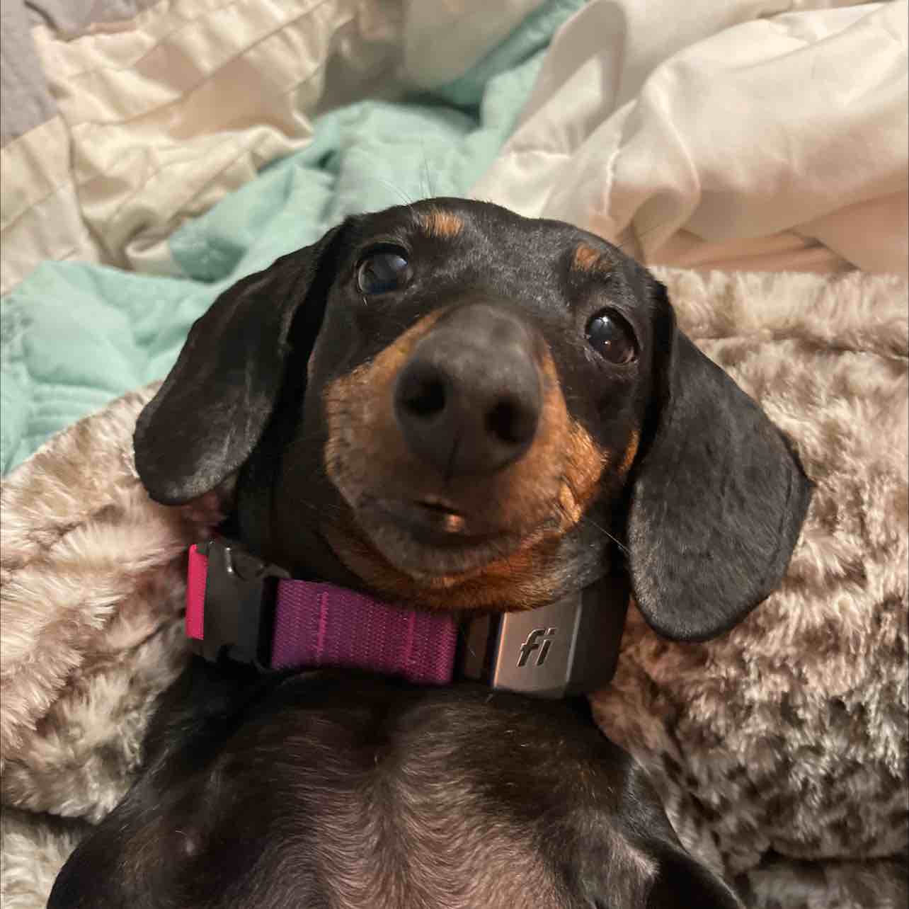 A picture of Chipie, a 9 years 6 months old Other dog.