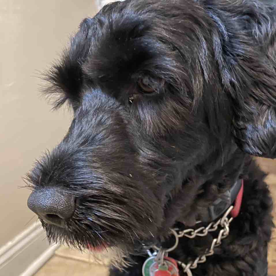 A picture of Commie, a 4 years 10 months old Other dog.