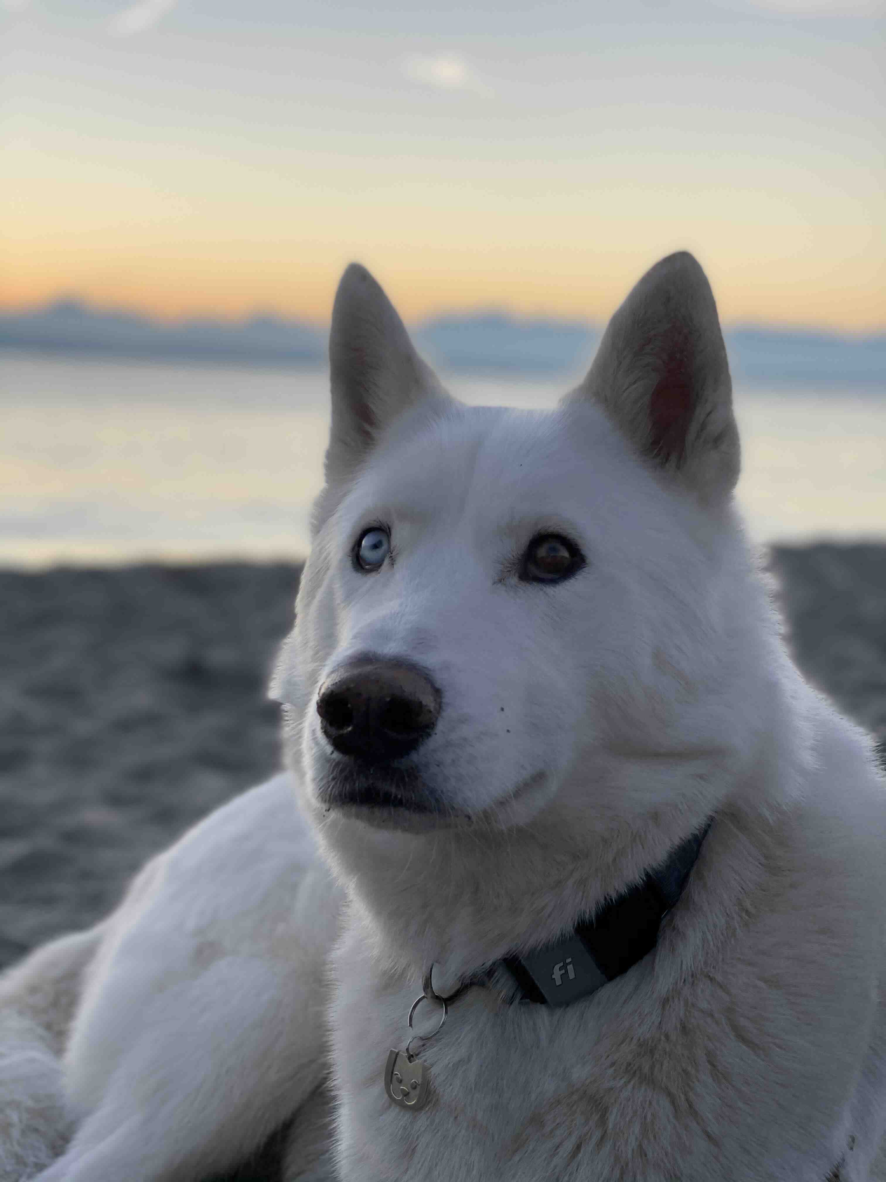 A picture of Liam Neeson, a 7 years 1 month old Other Mix dog.