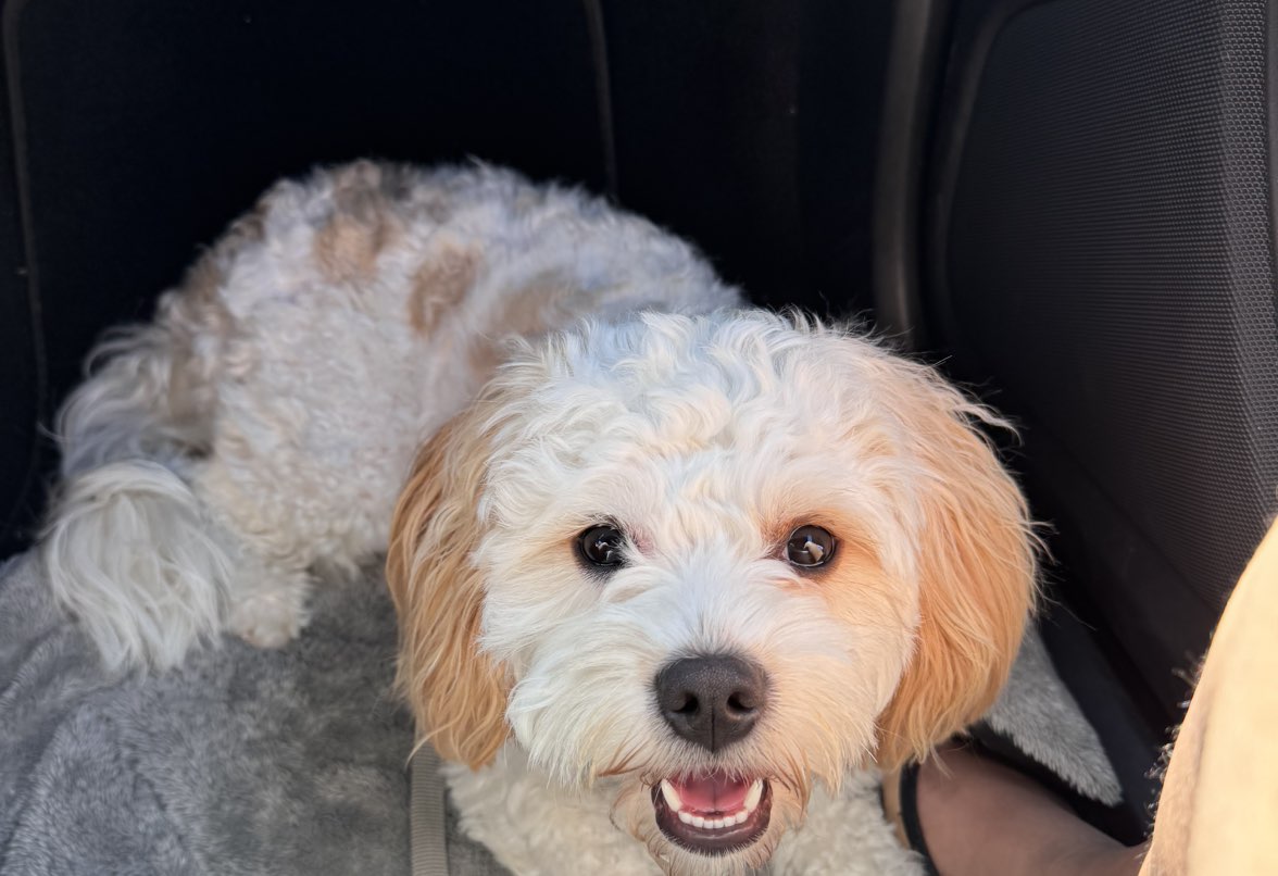 A picture of Chiku, a 2 years 1 month old Other Mix dog.