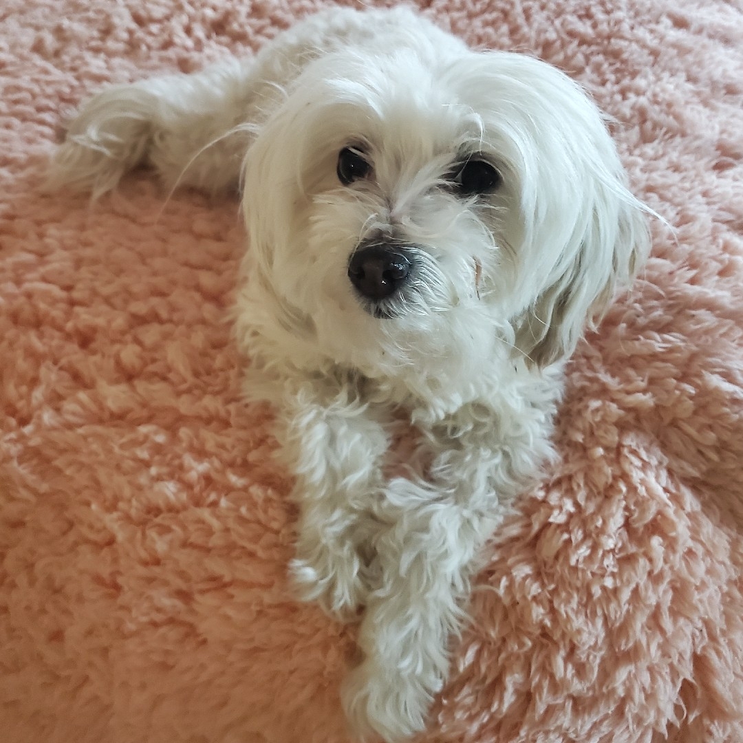A picture of Coconut, a 9 years 1 month old Other dog.