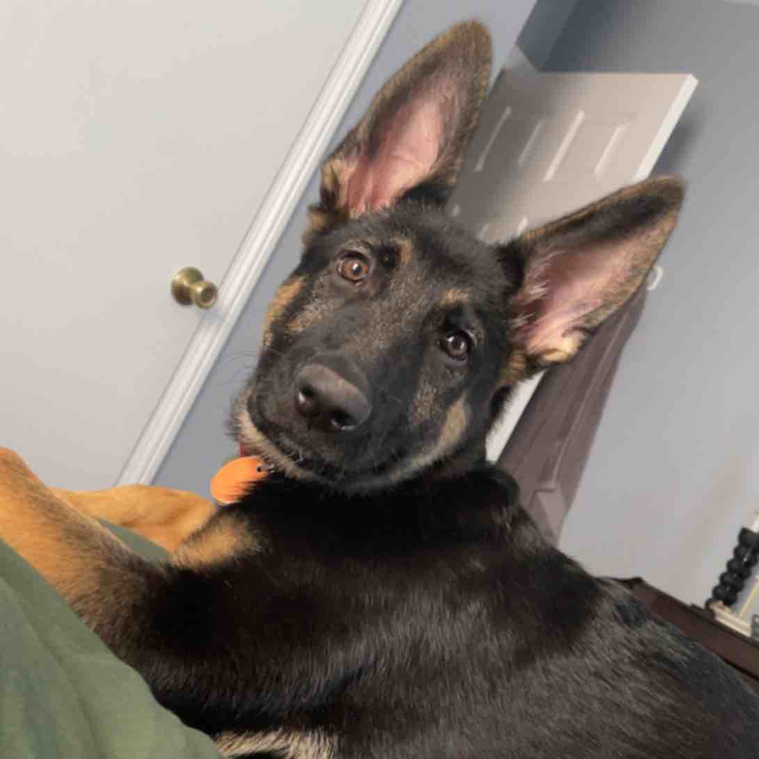 A picture of Banks, a 2 years 11 months old Other dog.