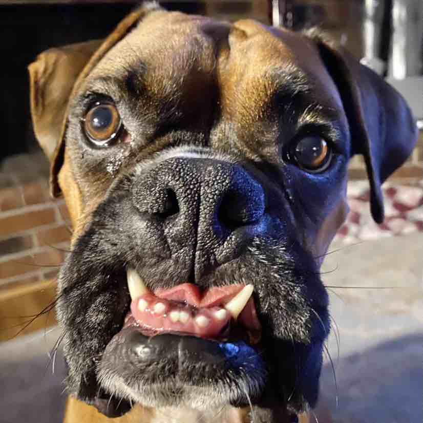A picture of Walter, a 6 years 10 months old Other dog.