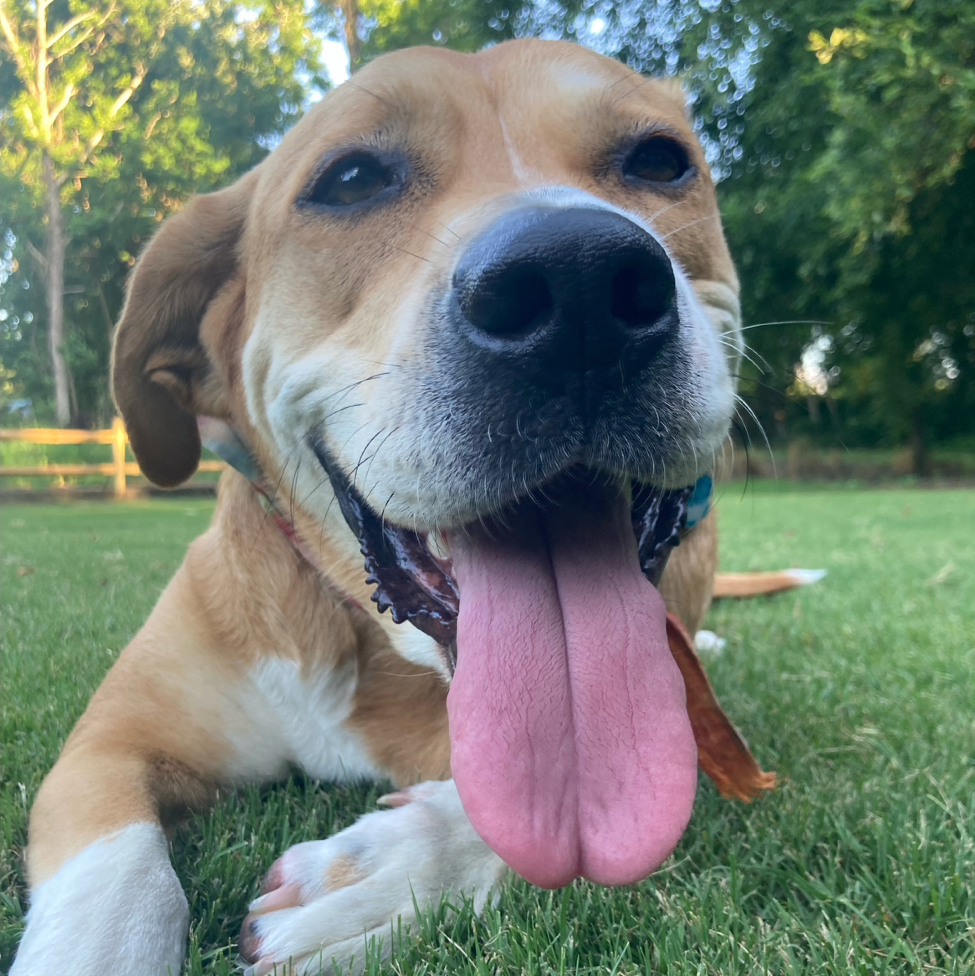 A picture of Sally Gelato Jones Pickles McGee, a 4 years 3 months old Labrador Retriever Mix dog.