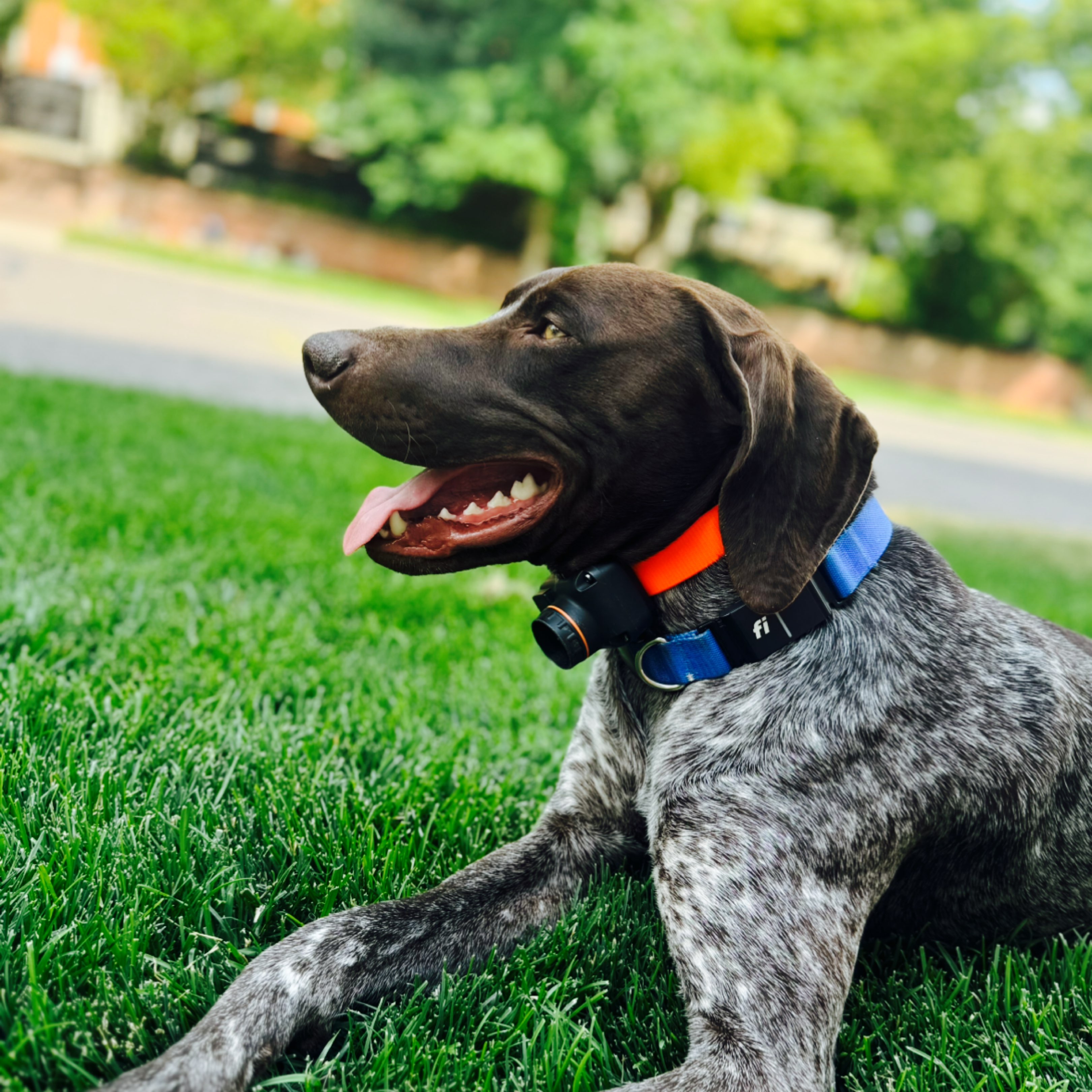 A picture of Obi The Wanderer, a 3 years old Other dog.