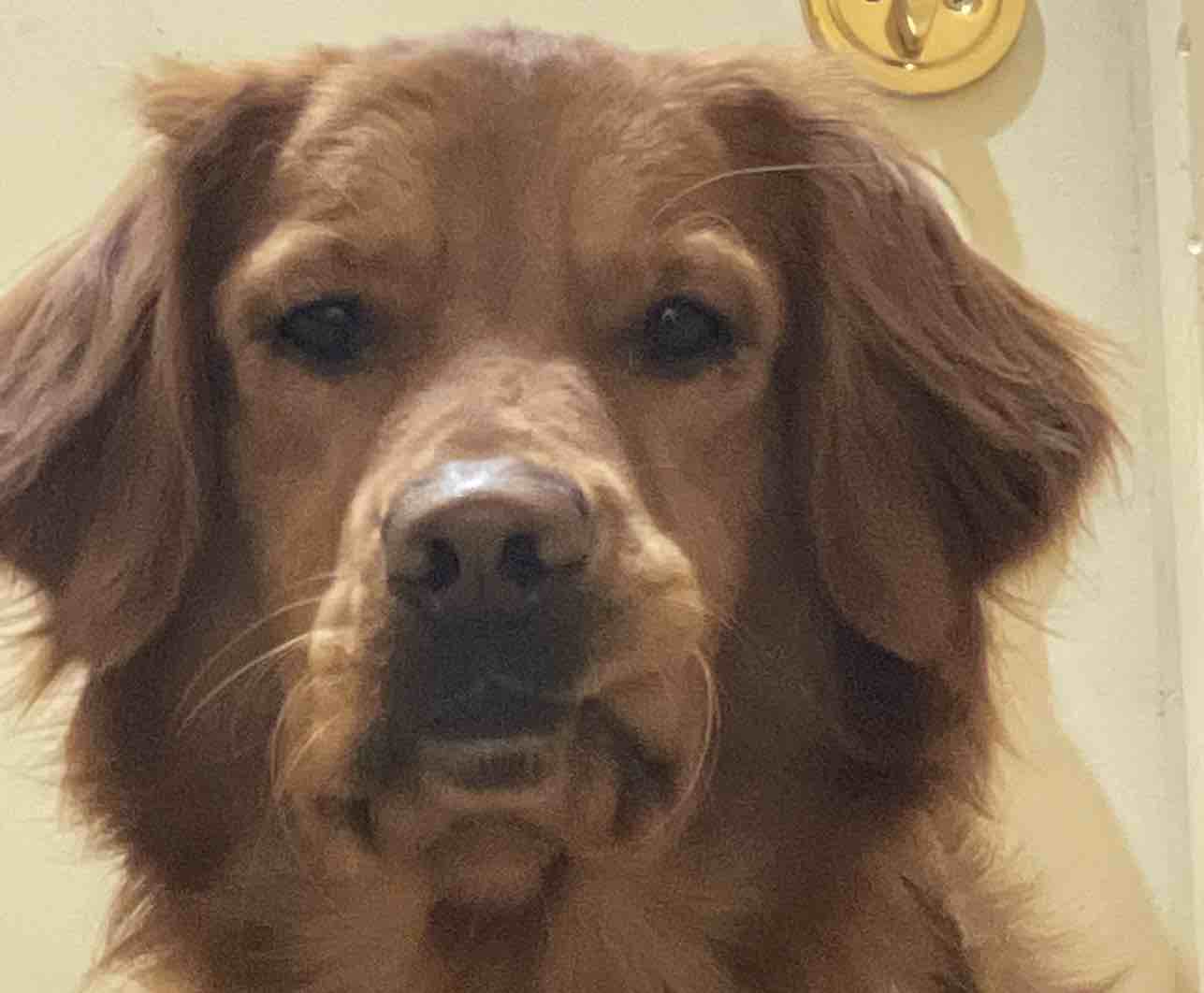 A picture of Canela, a 5 years 7 months old Other dog.