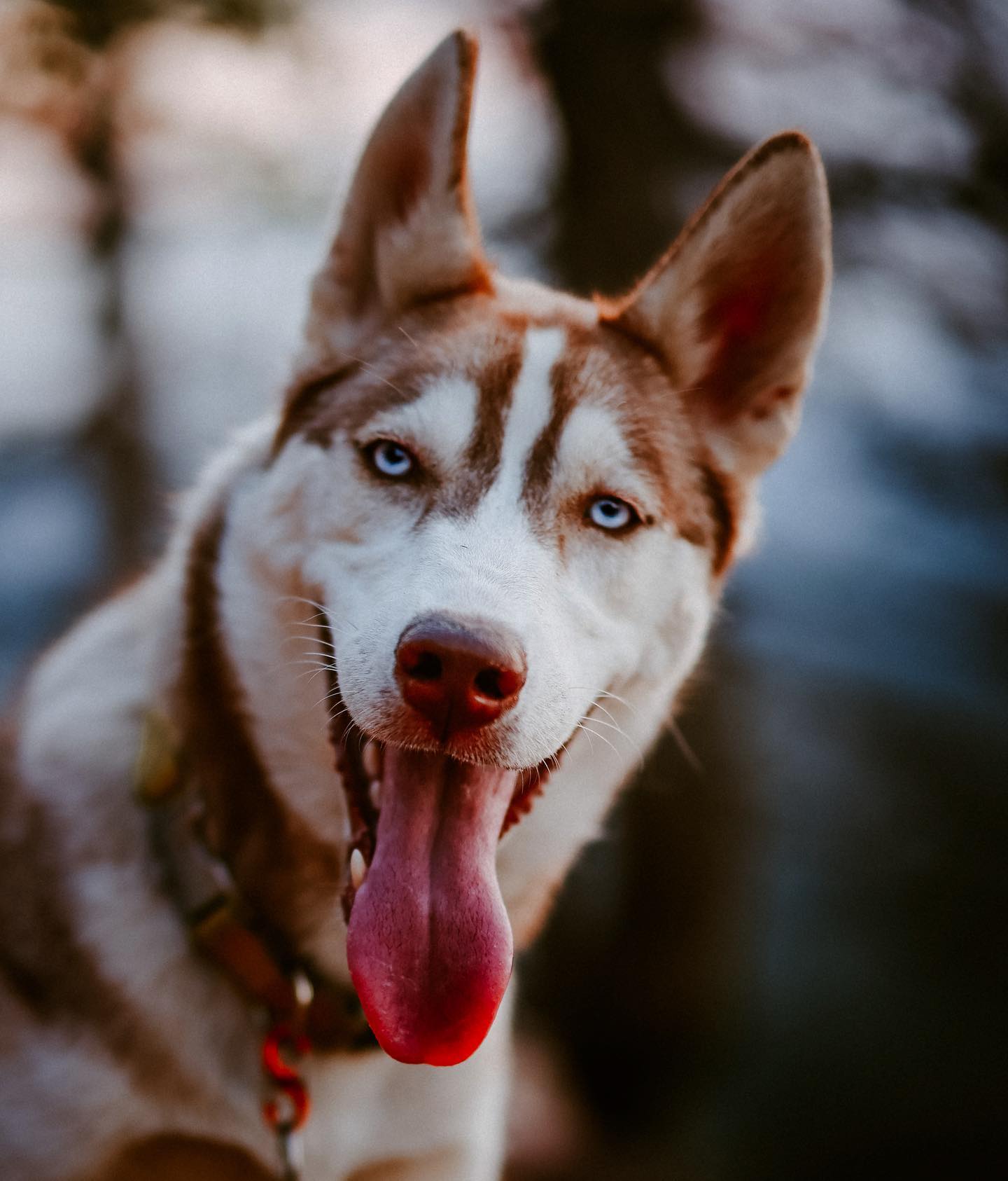 A picture of Ruka, a 5 years 9 months old Siberian Husky dog.