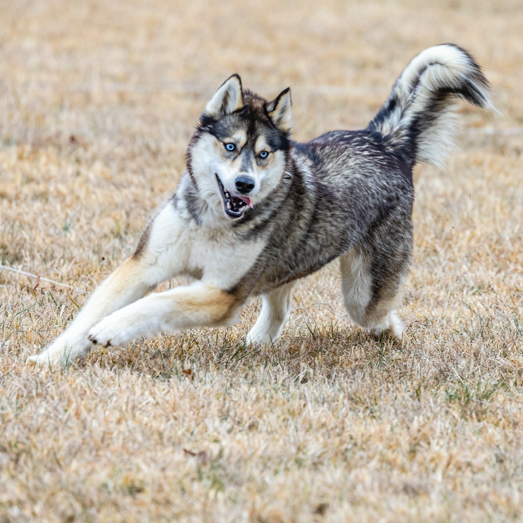 A picture of Aleutian Island 🏝, a 4 years 4 months old Other dog.