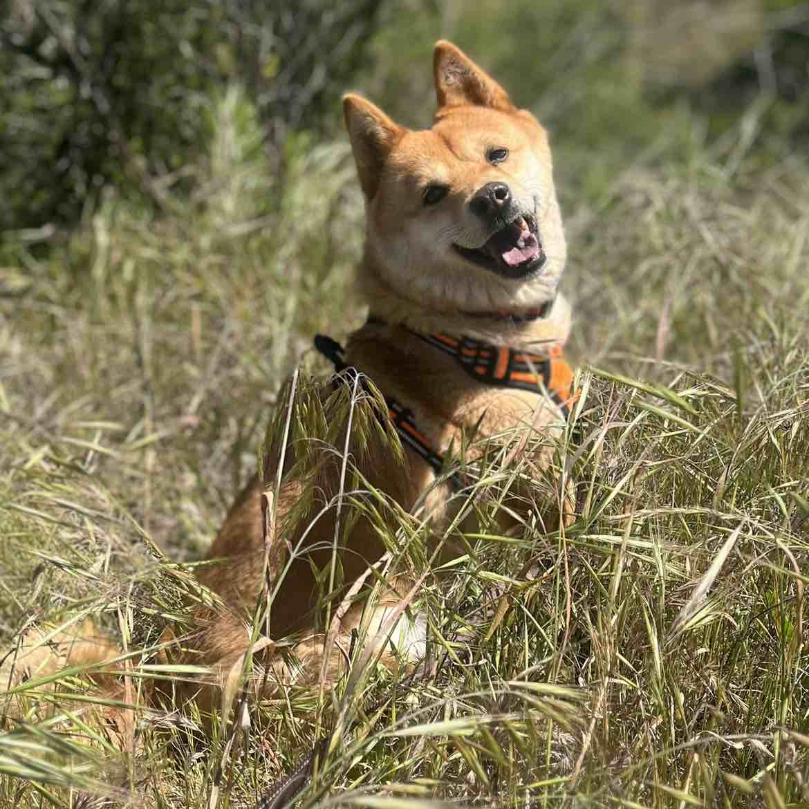 A picture of Pepsi, a 6 years 9 months old Other dog.