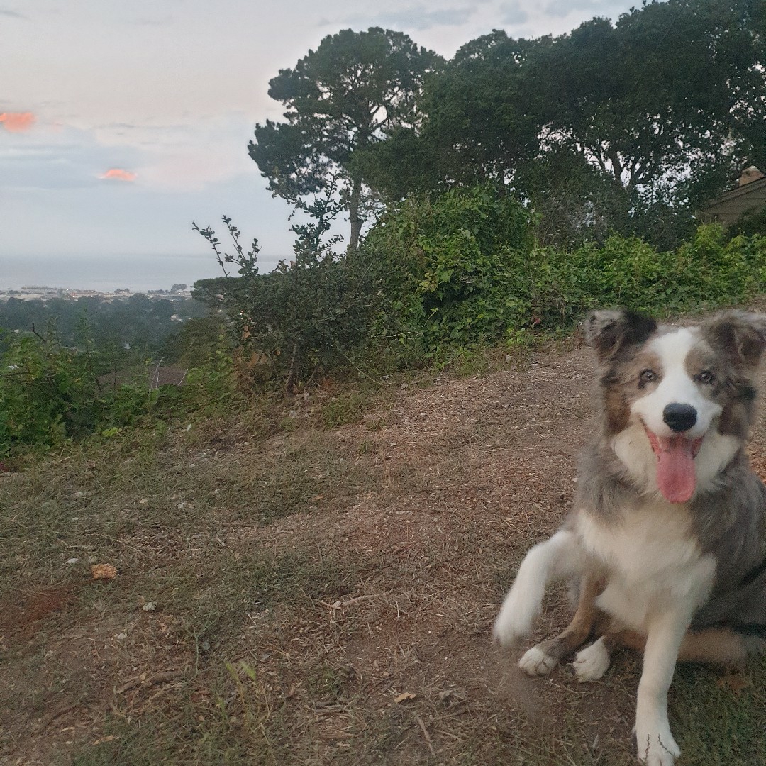A picture of Ozzy Osbourne, a 2 years 7 months old Border Collie dog.