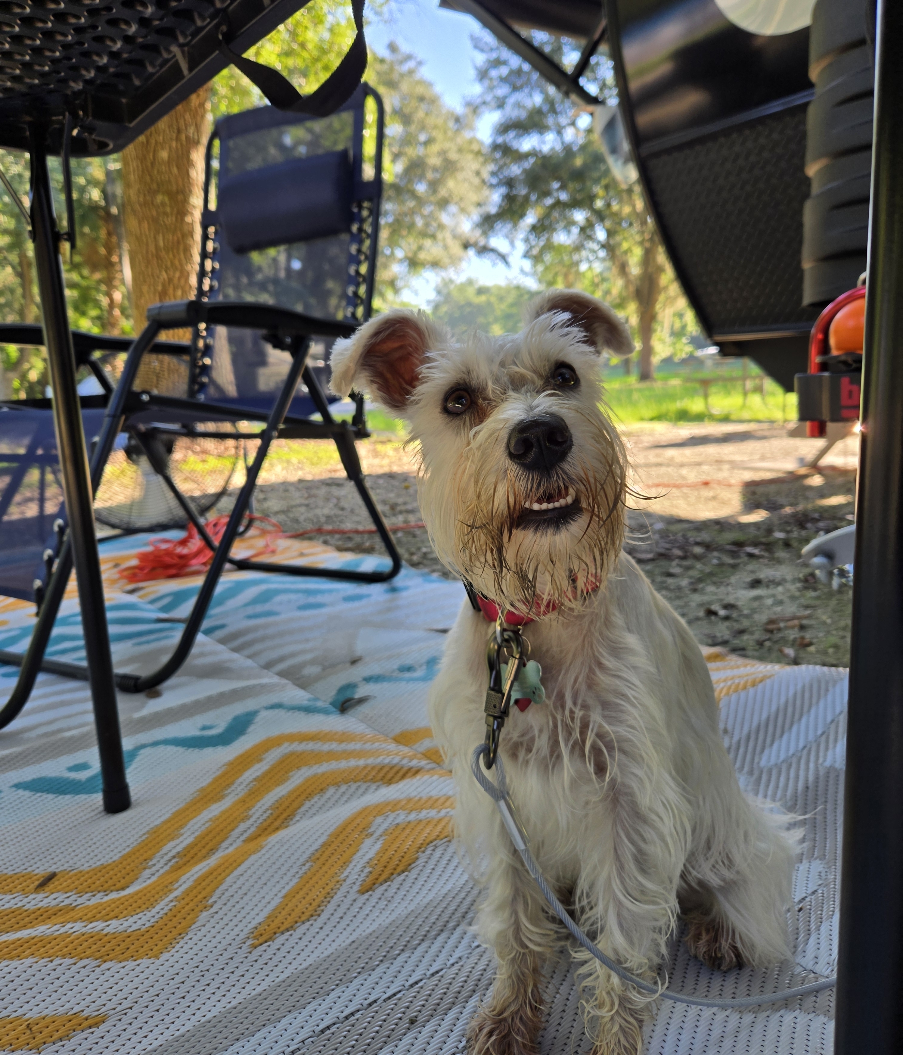 A picture of Laila Marie, a 2 years old Other dog.