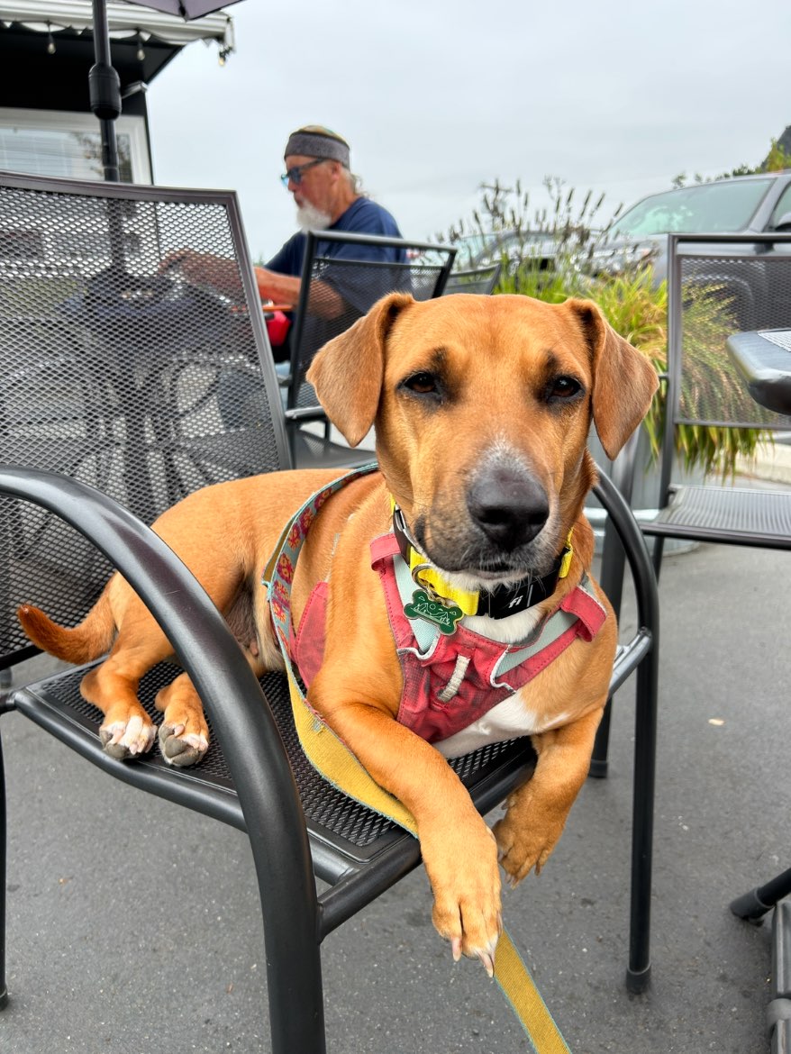 A picture of Honey Bear, a 4 years 11 months old Other Mix dog.