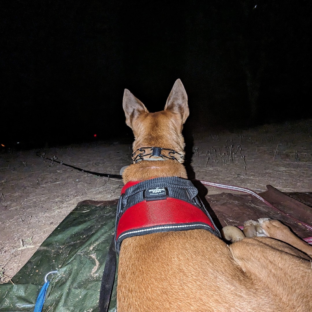 A picture of Hey Dude, a 2 years 7 months old Other Mix dog.