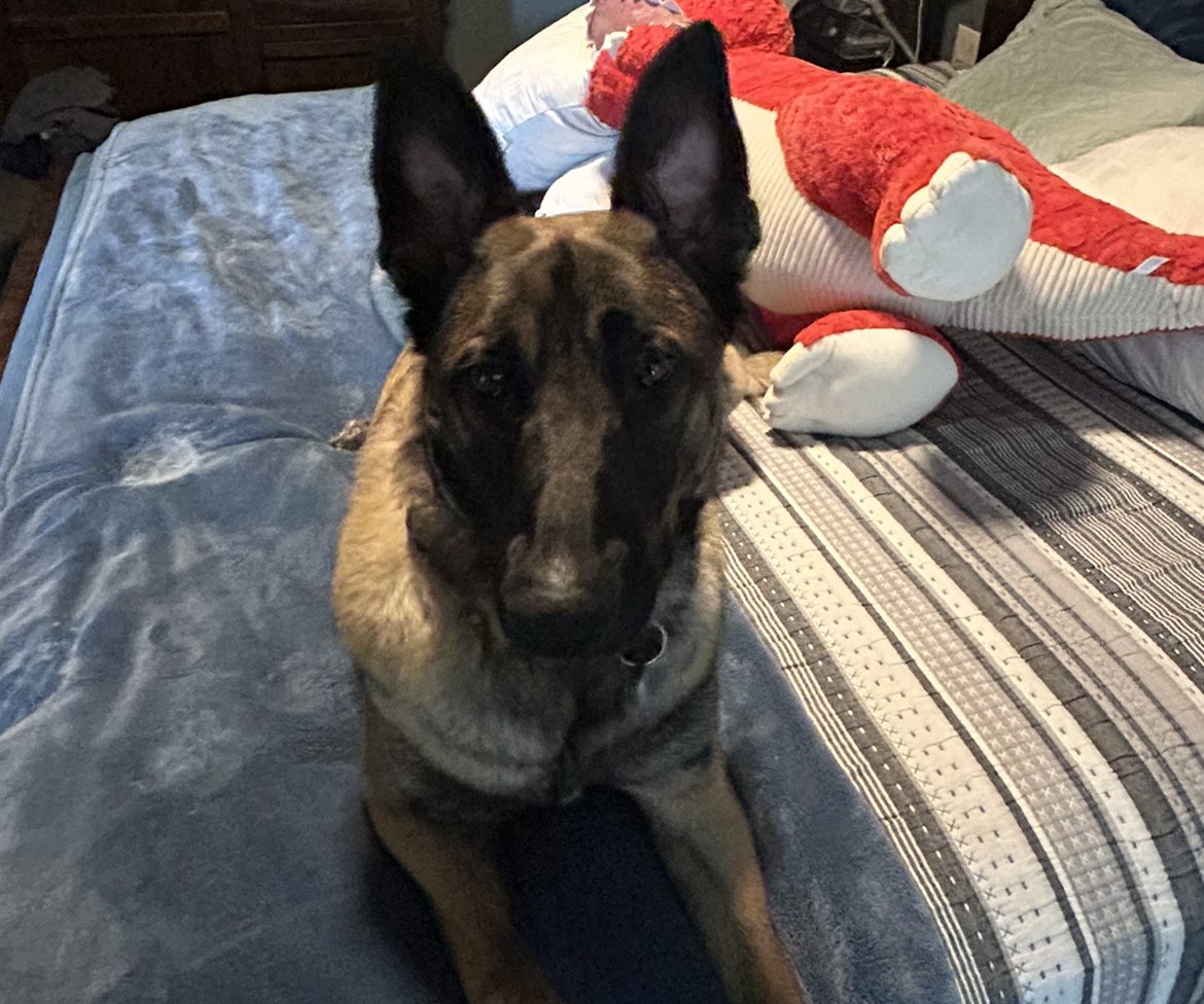 A picture of Colt, a 7 months old Other dog.