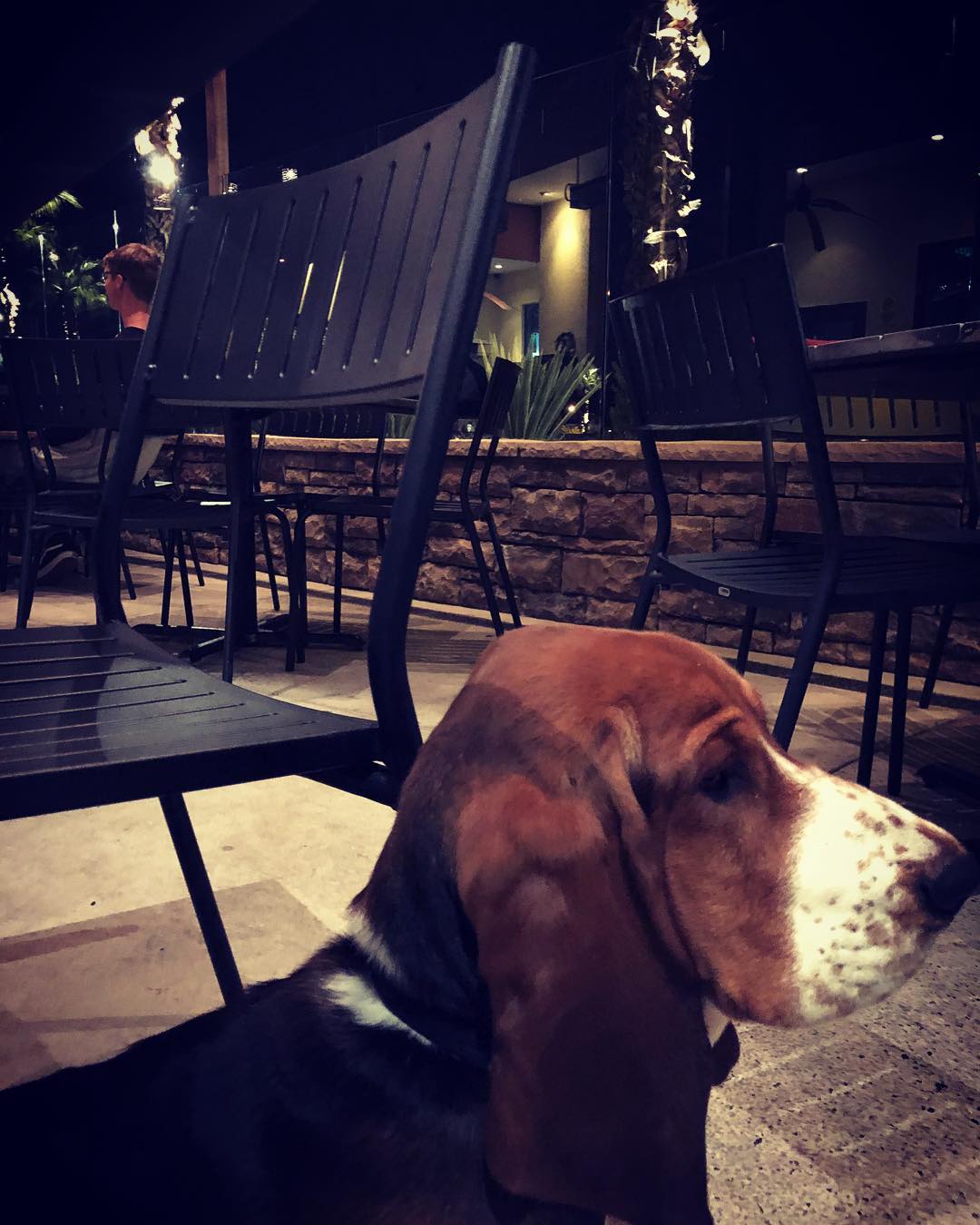 A picture of Dudley Do Right, a 7 years 7 months old Other dog.