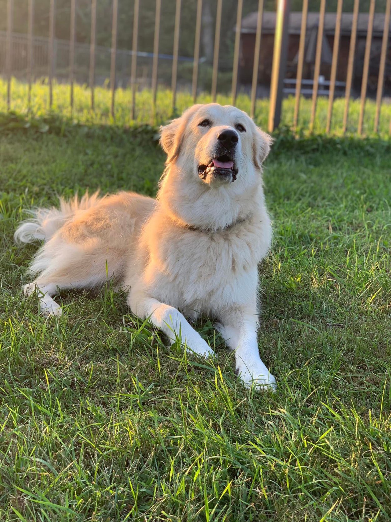 A picture of Kenzie, a 3 years 8 months old Other Mix dog.