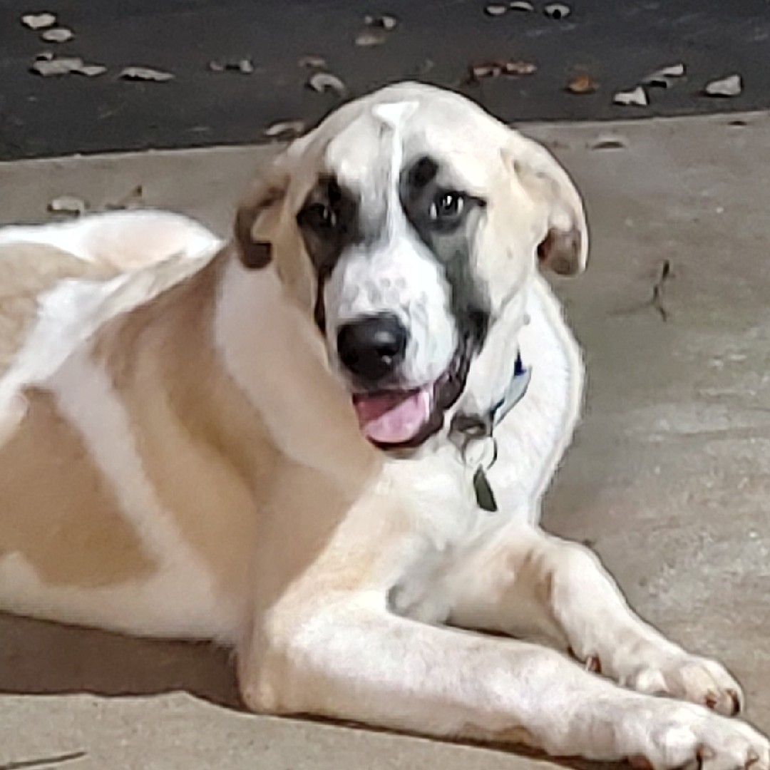 A picture of Colt, a 2 years 3 months old Other dog.
