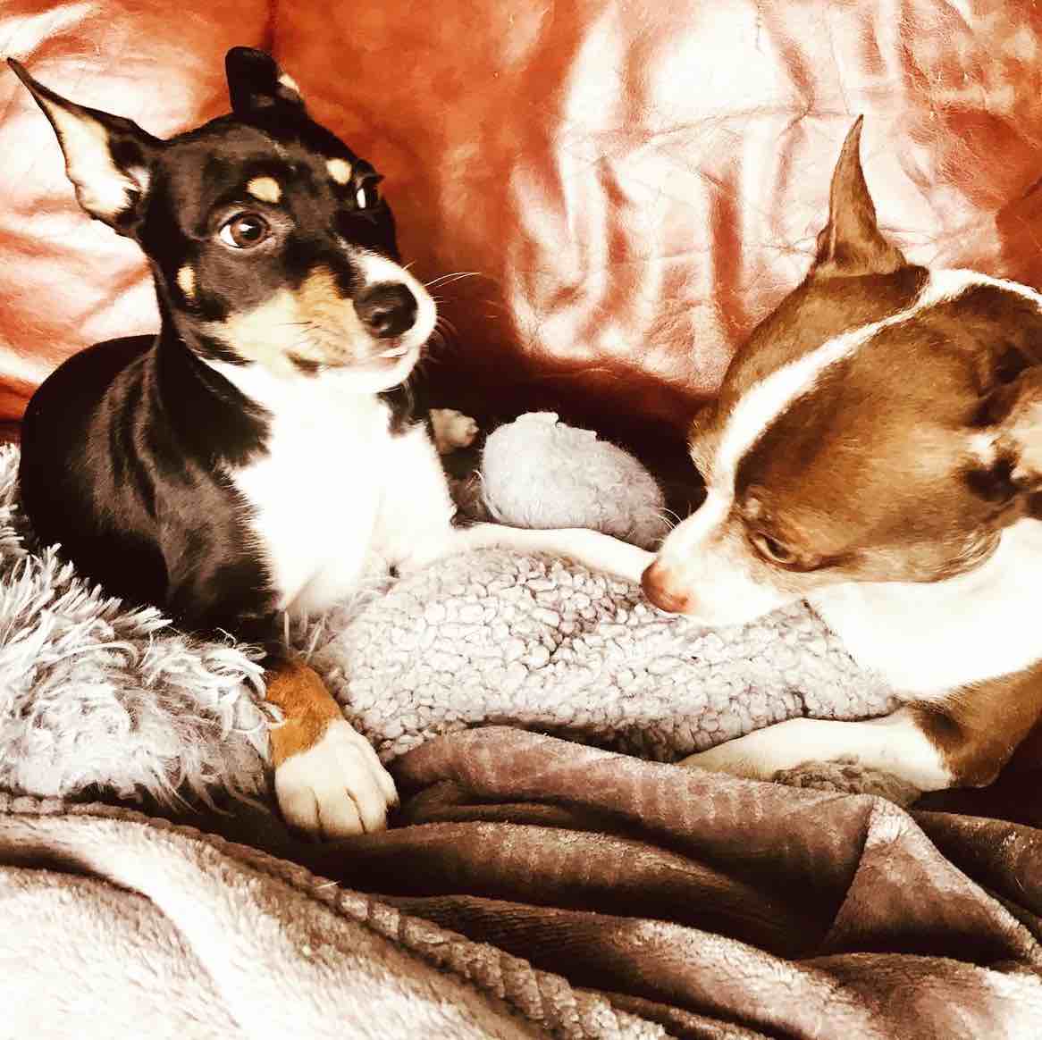 A picture of Mac Dré, a 4 years 8 months old Other dog.