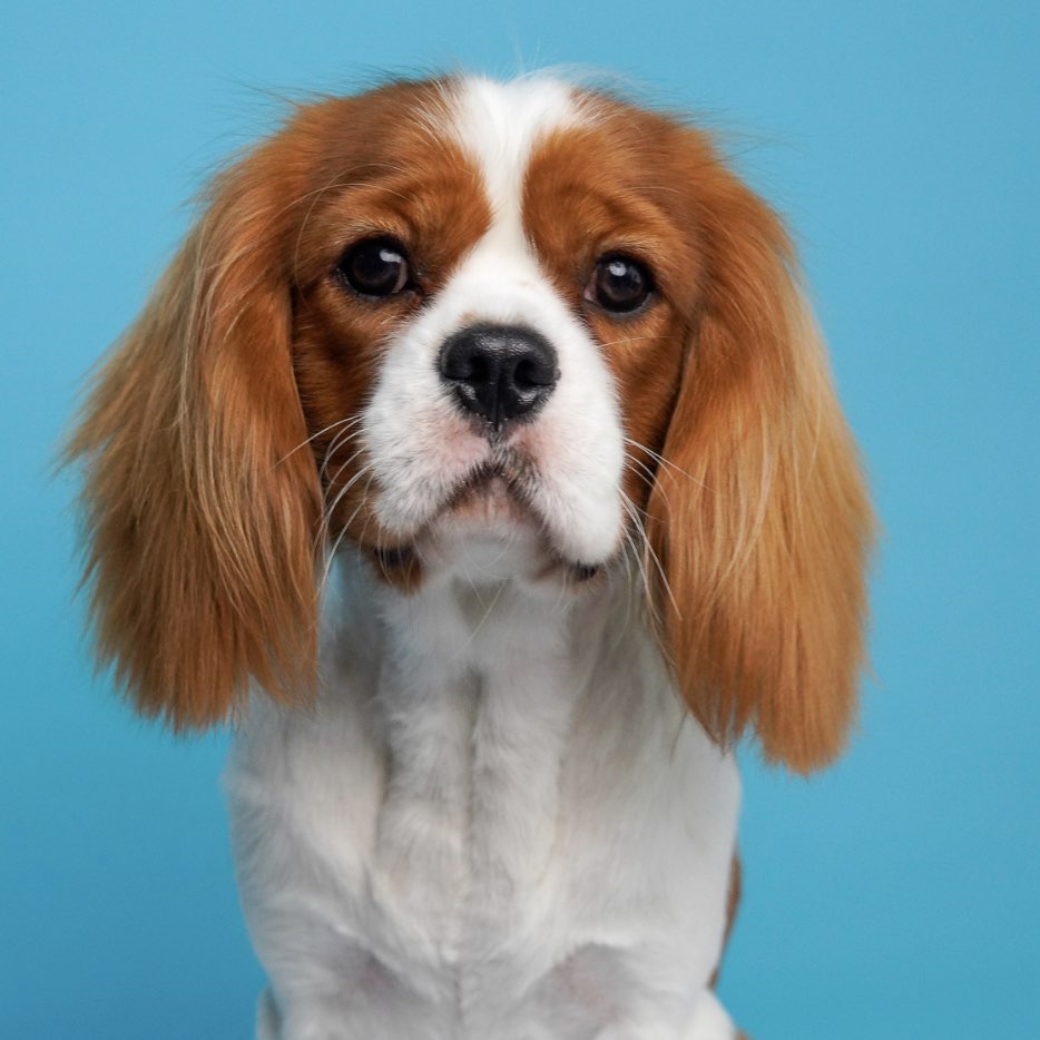 A picture of Dallas, a 2 years old Other dog.