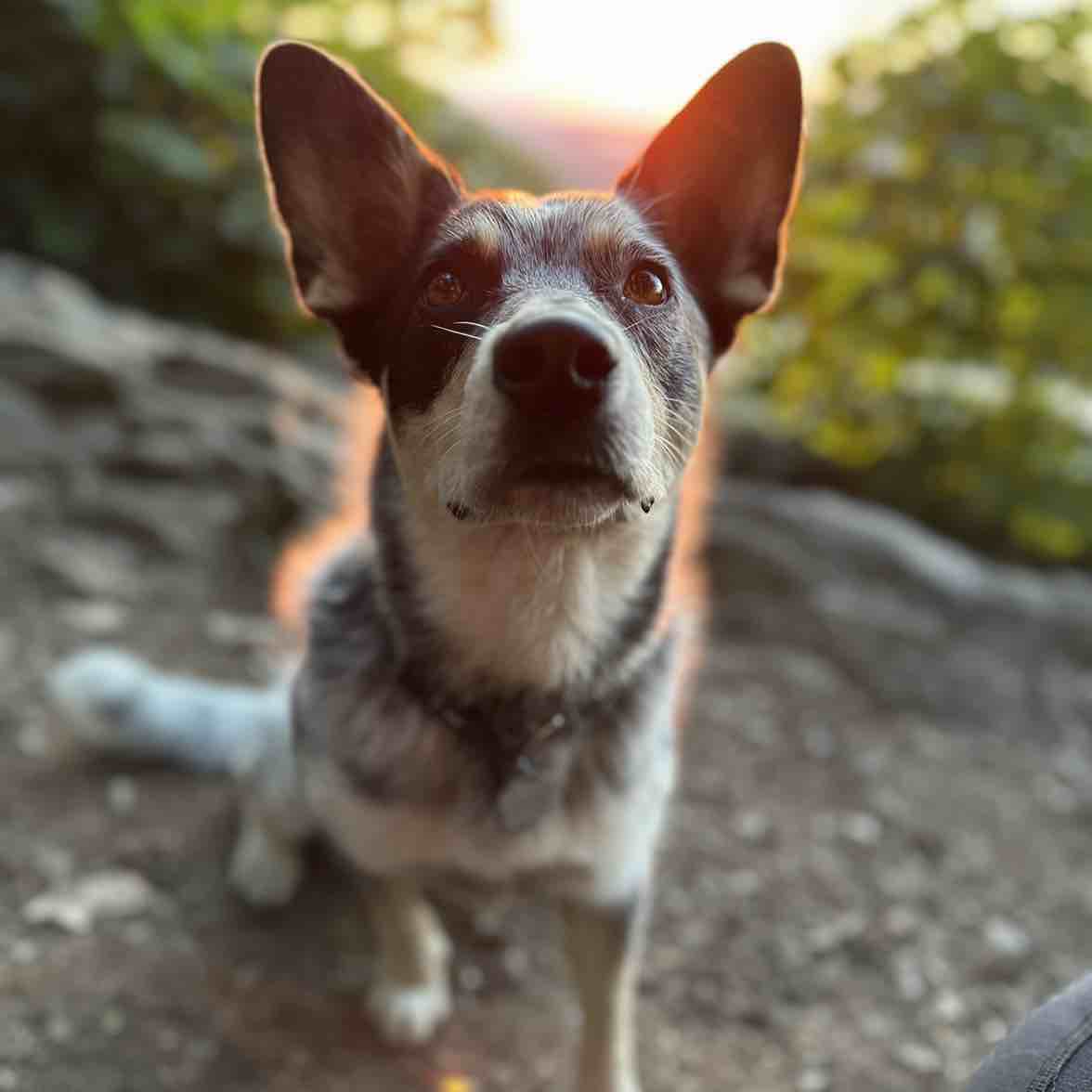 A picture of Riley, a 4 years 8 months old Other dog.