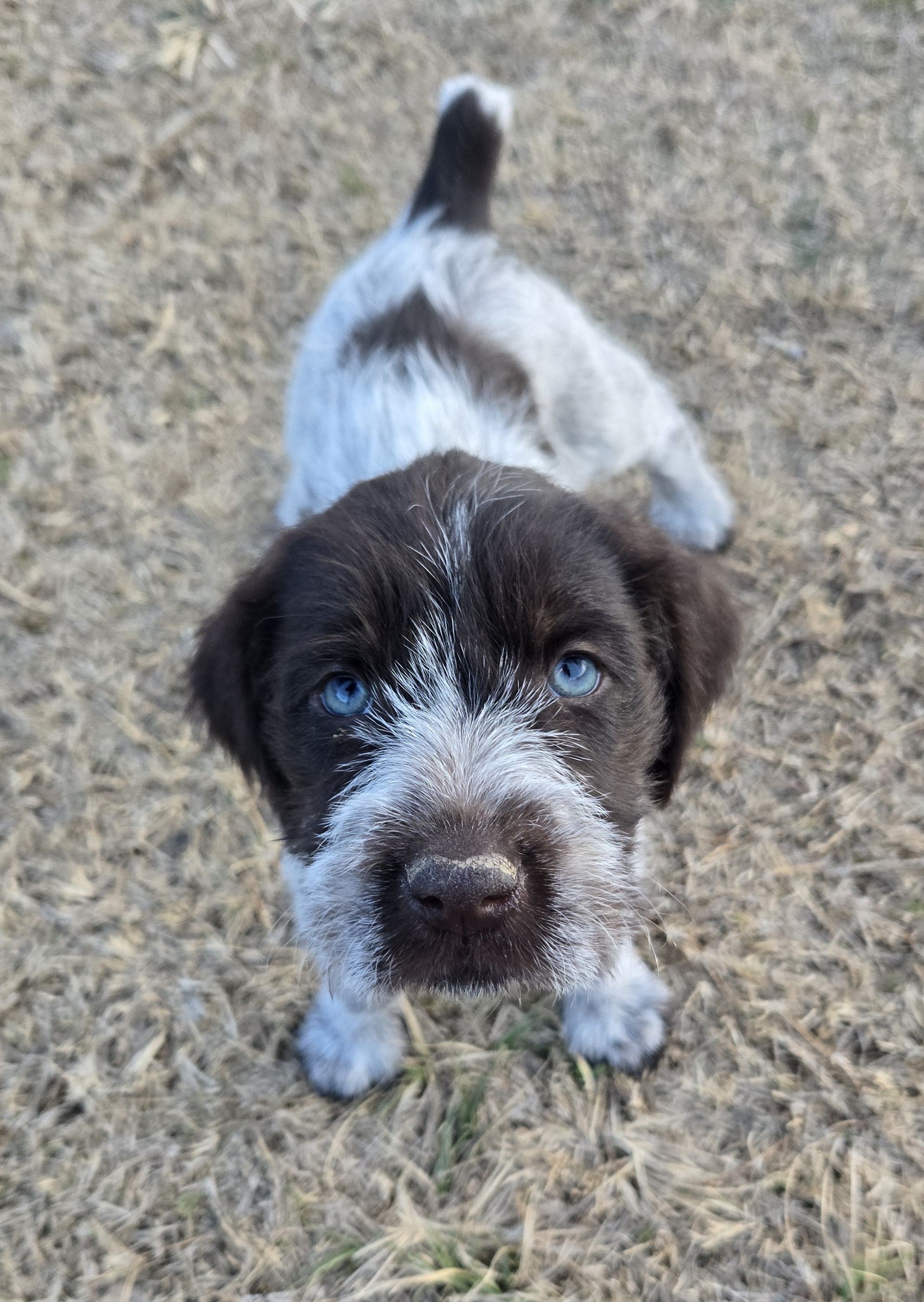 A picture of Judy, a 5 months old Other dog.