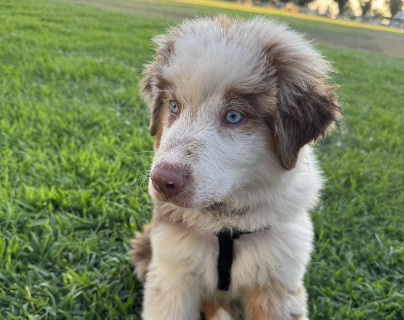 A picture of Milo “Waffles” Ovenhiemmer, a 3 months old Other dog.