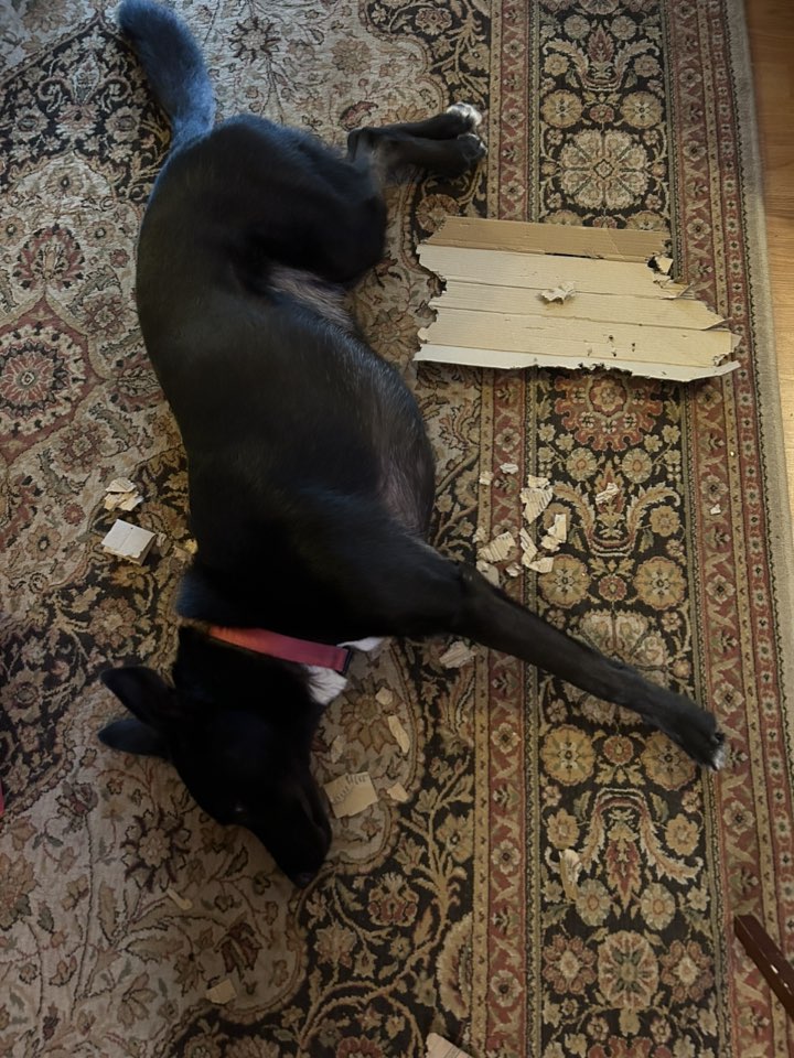 A picture of Sadie Mae McNab, a 3 years 2 months old Other Mix dog.