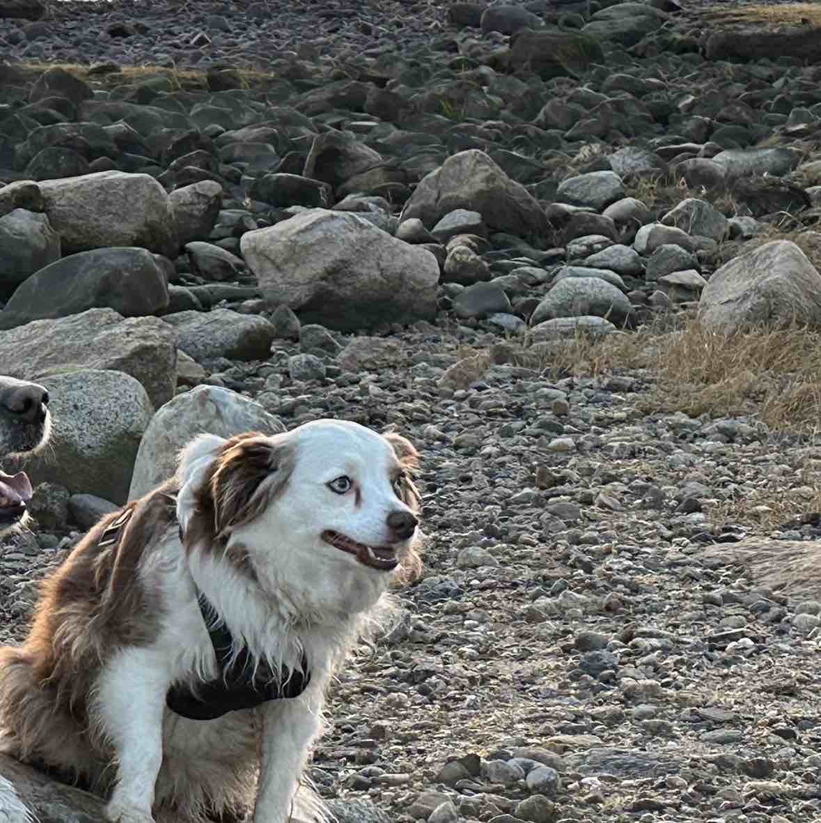 A picture of Frika, a 9 years 4 months old Miniature American Shepherd dog.