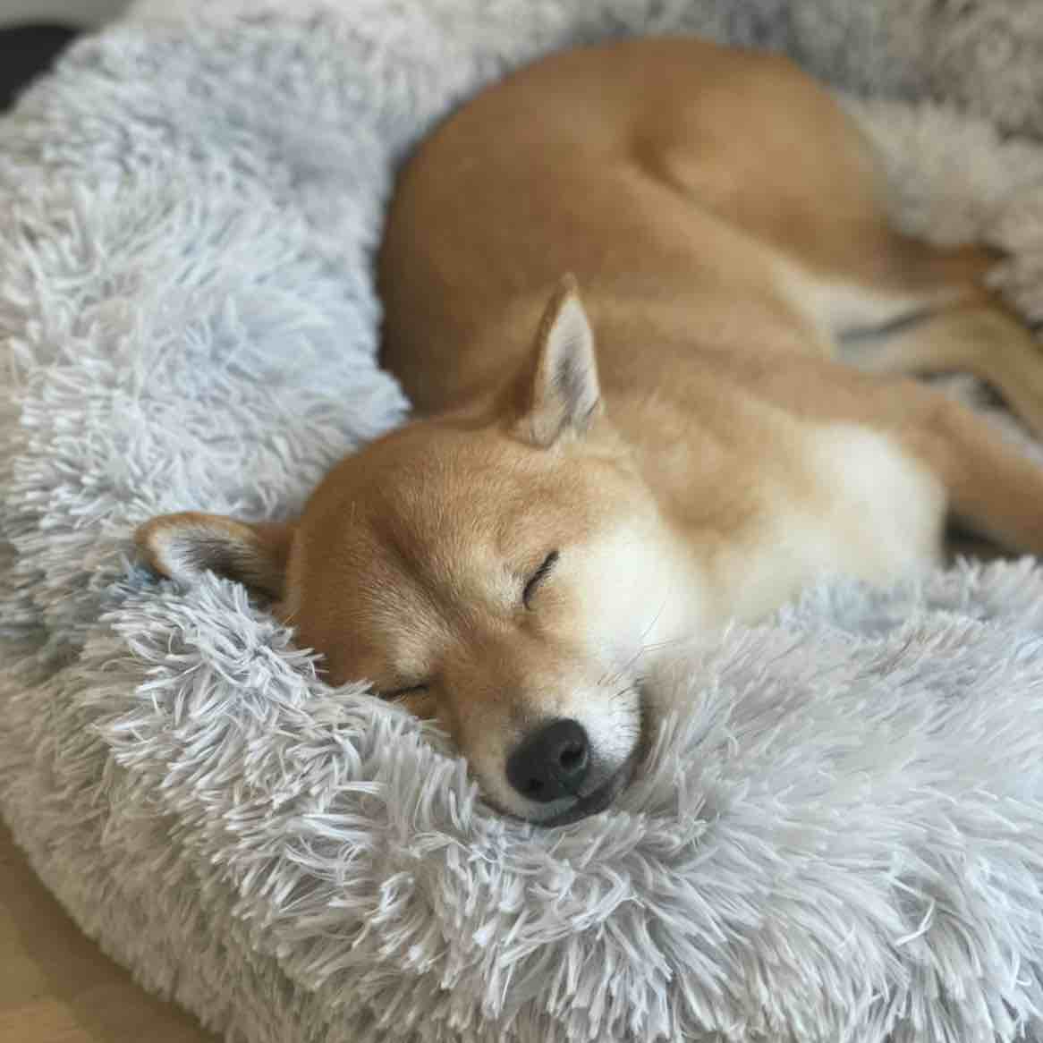 A picture of Akina, a 7 years 8 months old Other dog.