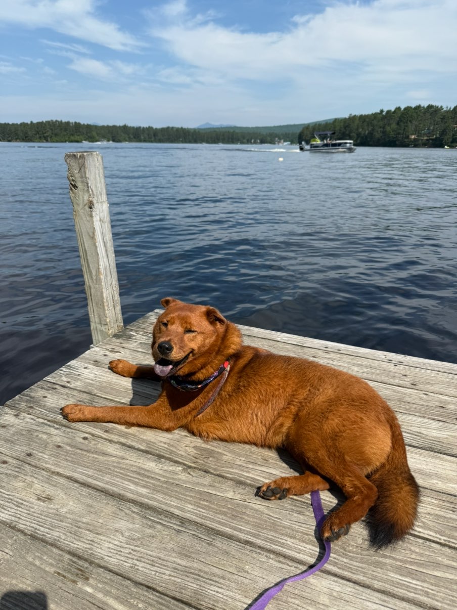 A picture of Lumen, a 5 years 11 months old Chow Chow Mix dog.