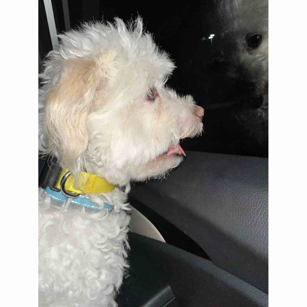 A picture of Seymour, a 13 years 1 month old Other dog.