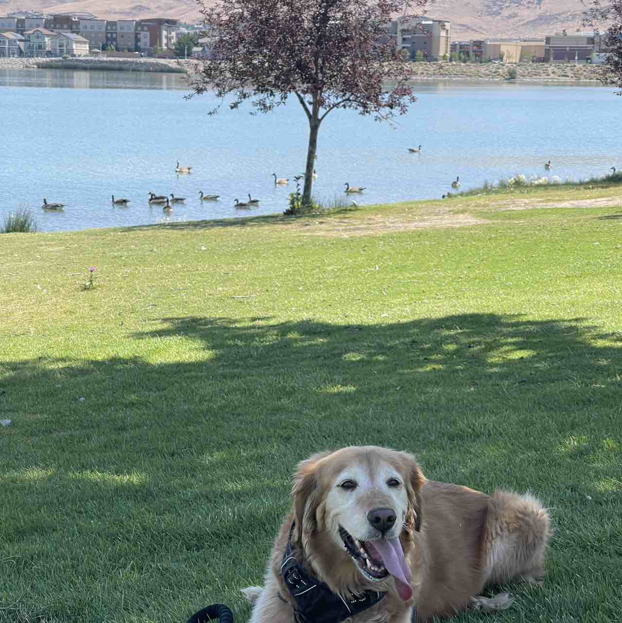 A picture of Dallas, not Texas, a 11 years 8 months old Other dog.