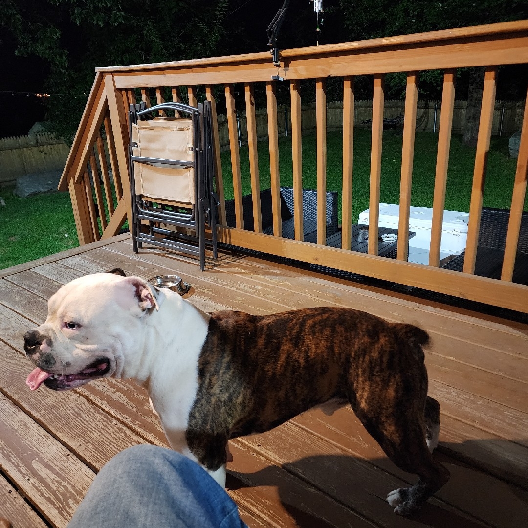 A picture of Pablo E$cobar, a 4 years 9 months old Other Mix dog.