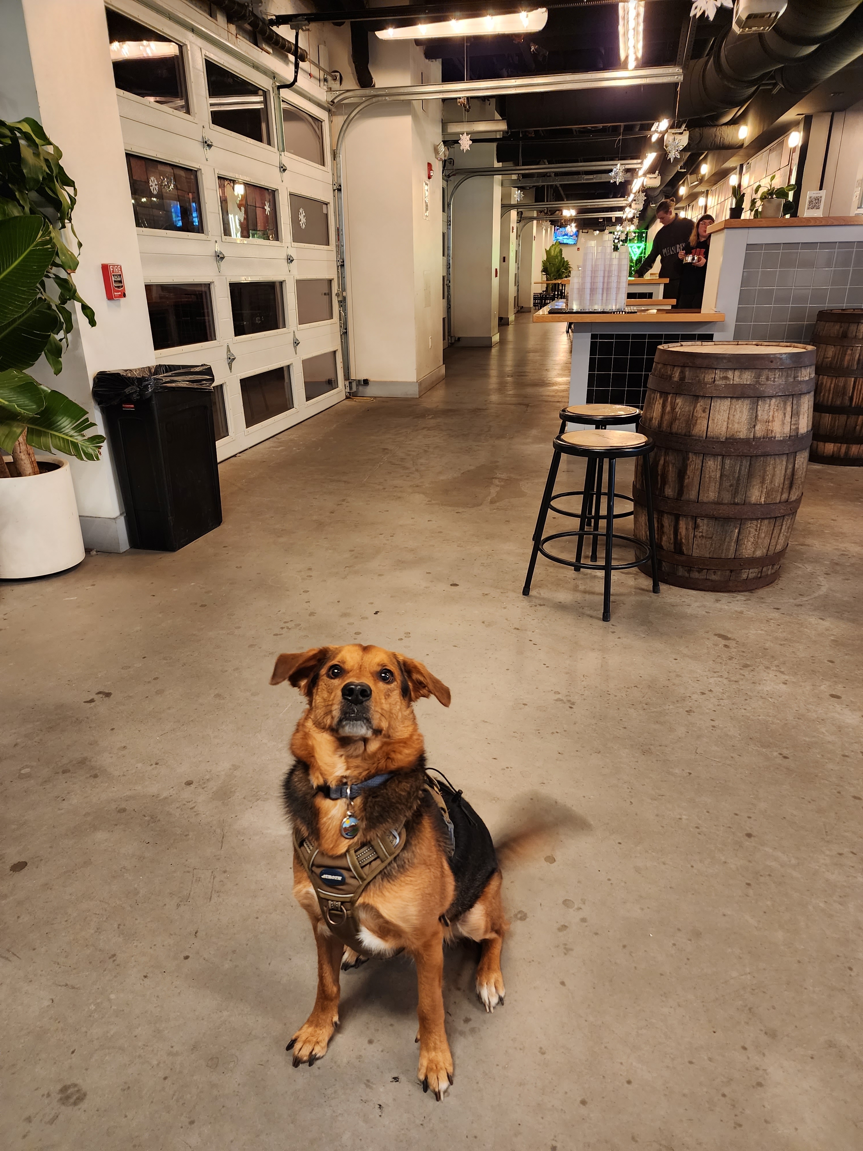 A picture of Alfred, a 6 years 11 months old Other Mix dog.